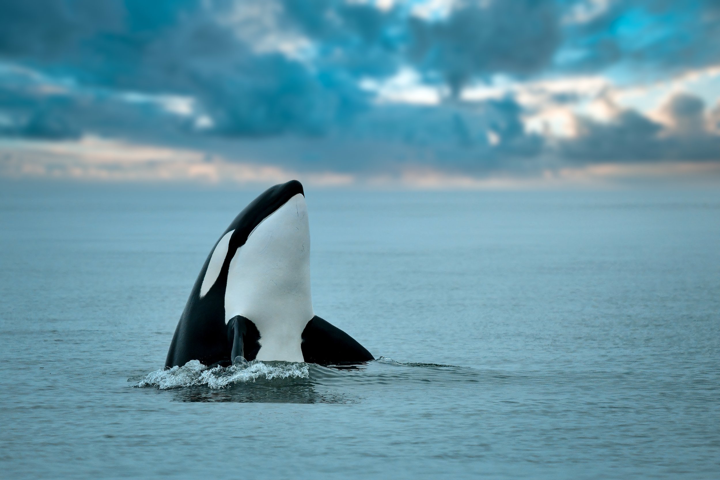 Wild Orcas 2.jpg