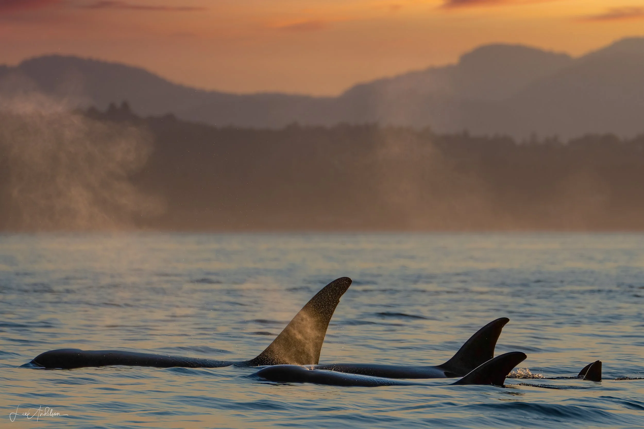 Orcas swimming in the San Juan Islands photographed during a Wake Up To Adventure wildlife photography tour near Friday Harbor, Washington