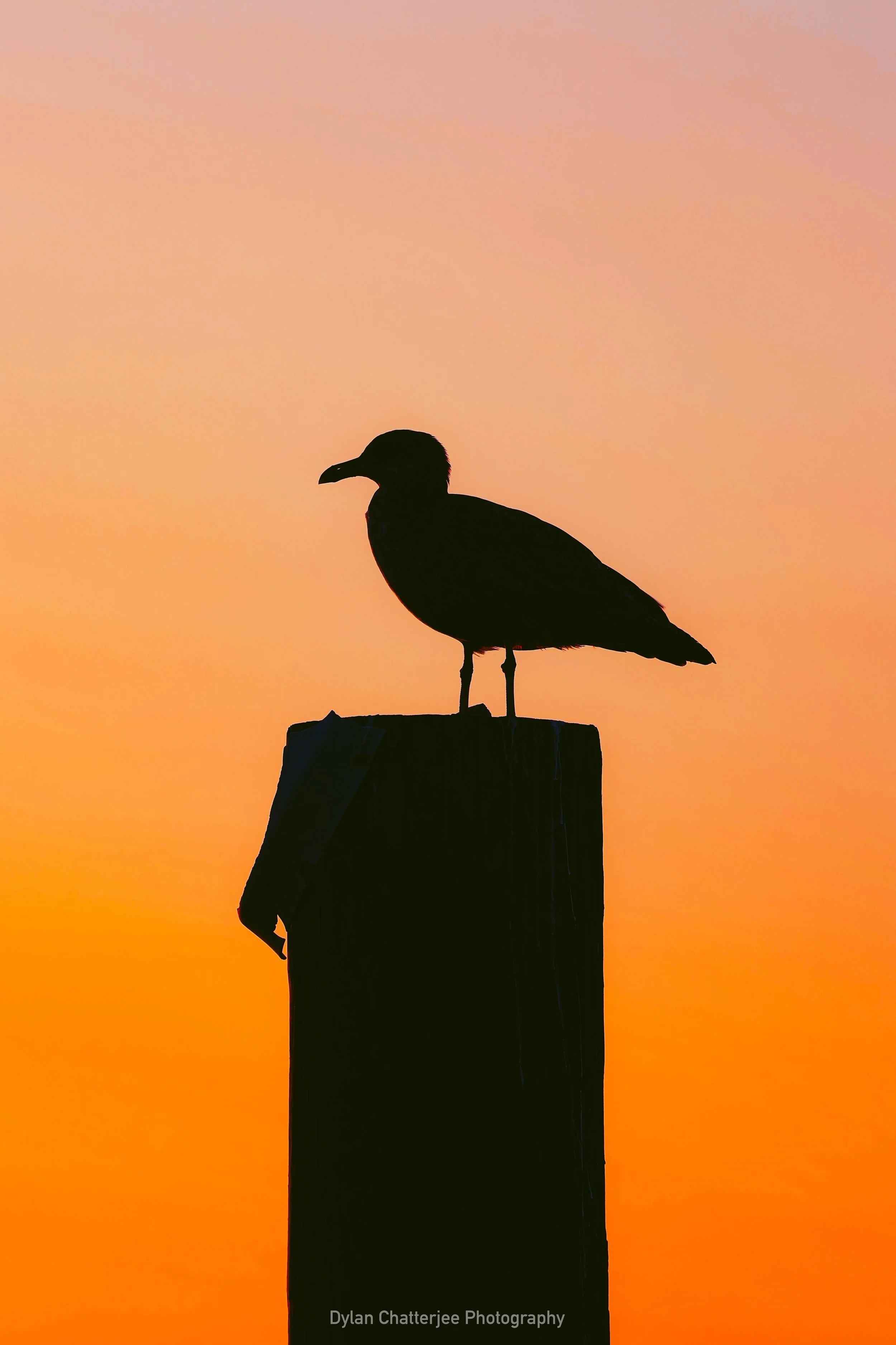 Silhouette of a bird perched on a wooden post during sunset with an orange and pink sky.