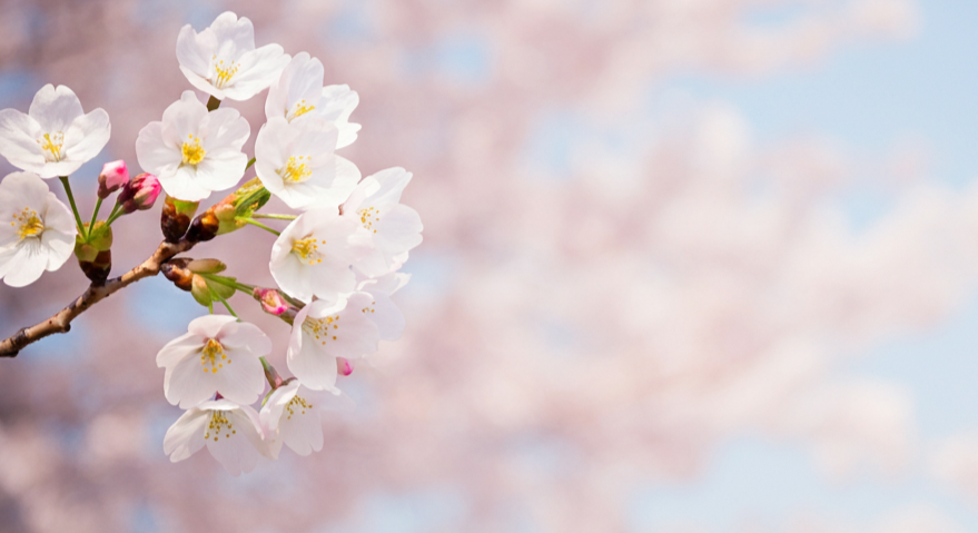 Cherry-Blossoms-4-imgg-gi3-km3nmyz4.png