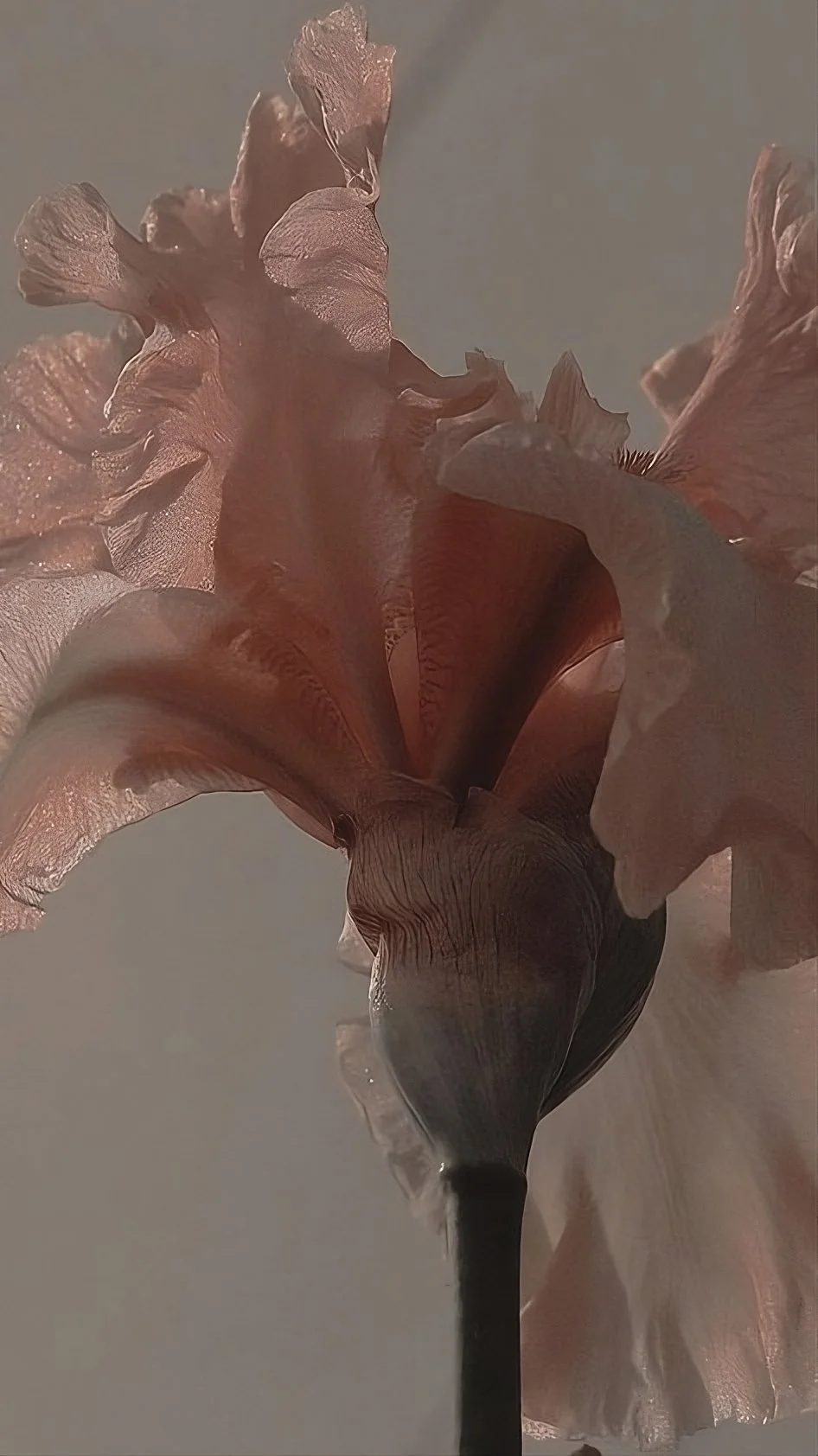 Close-up of a pink iris flower against a neutral background.
