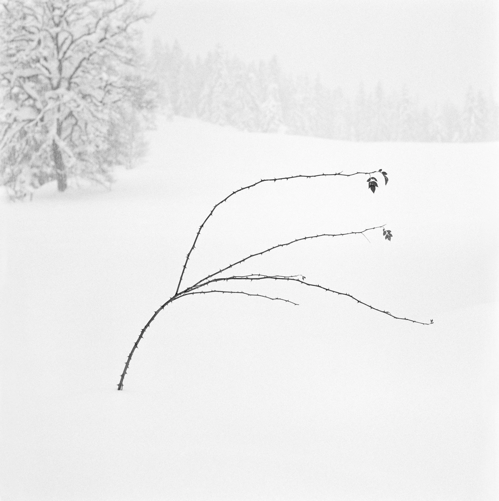 Jürgen Schrader