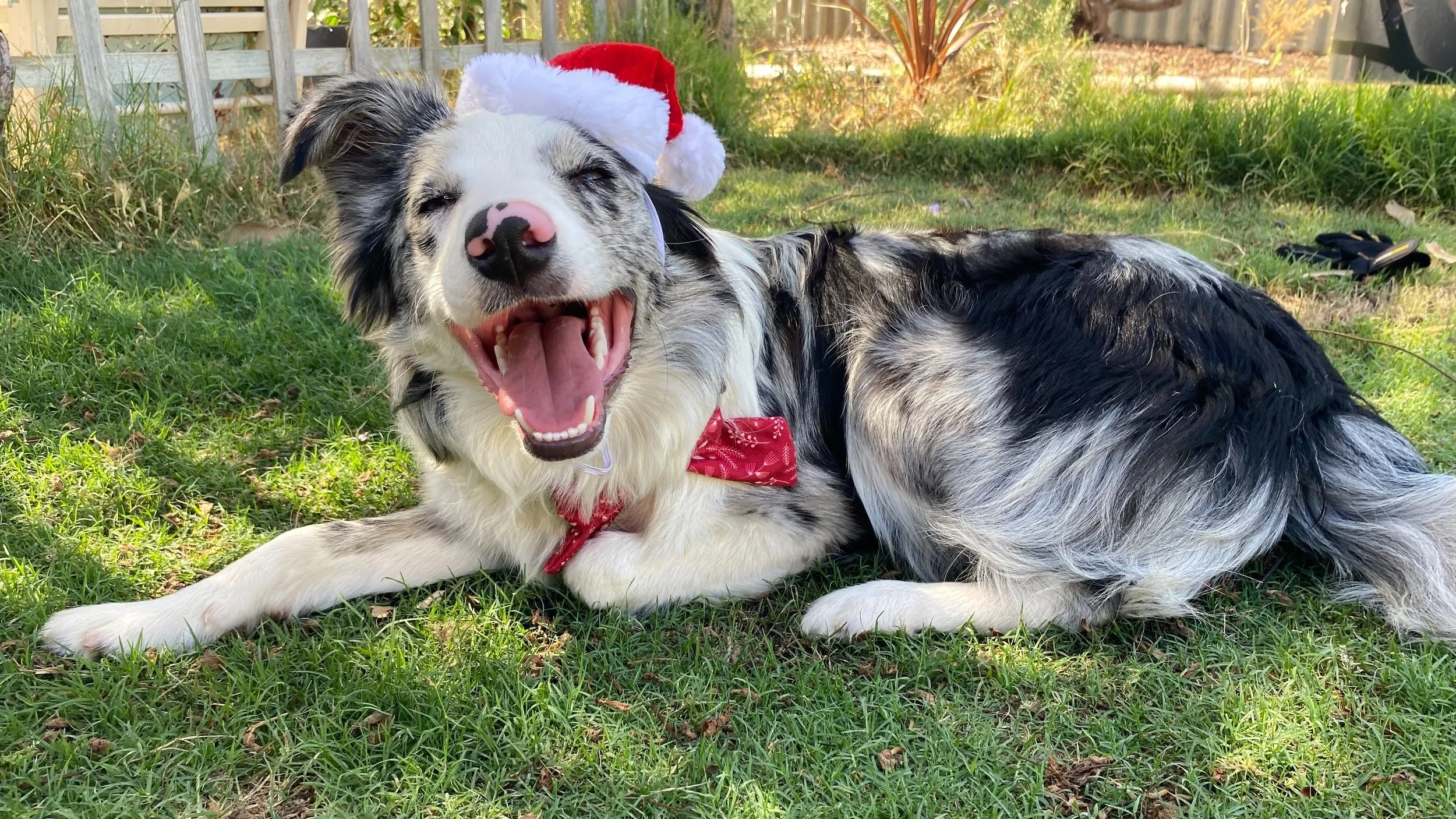 Howliday Hazards: Poisonous Foods and Plants for Dogs at Christmas 🎄🐾