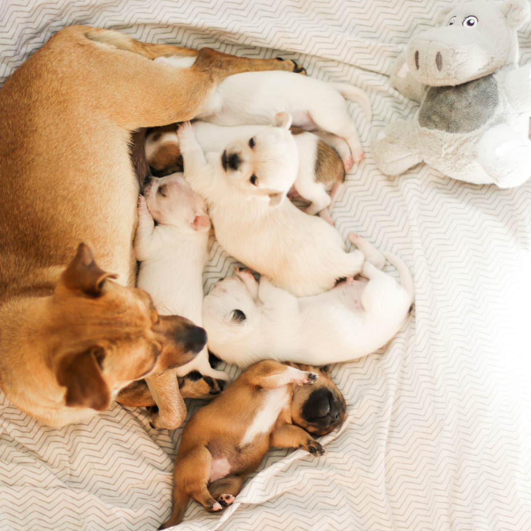 Starting Your Parenthood Journey on the Right Paw: What to Look for When Visiting a Breeder 🐾