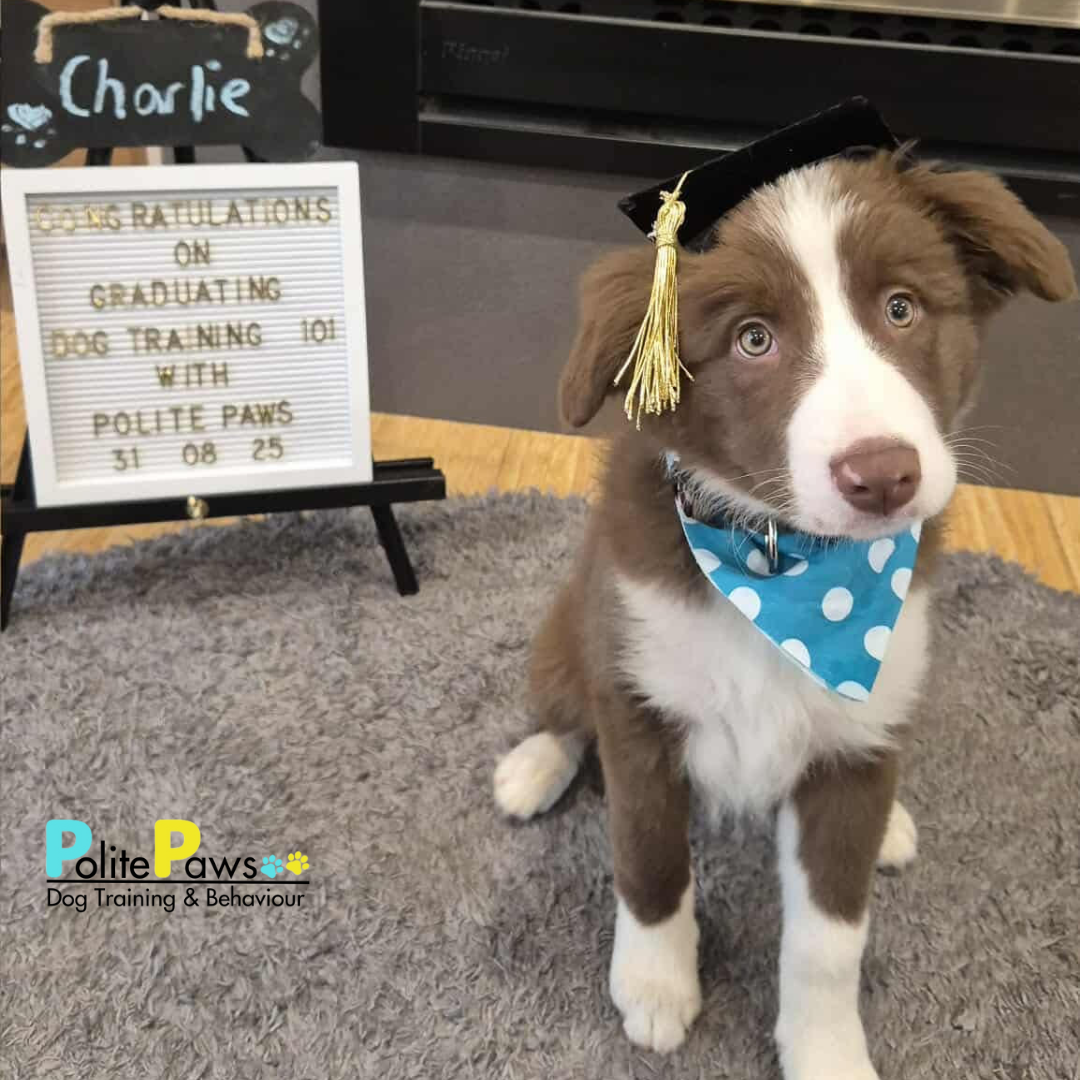 Start 'Em Young: Why Early Puppy Training is a Must 🐾