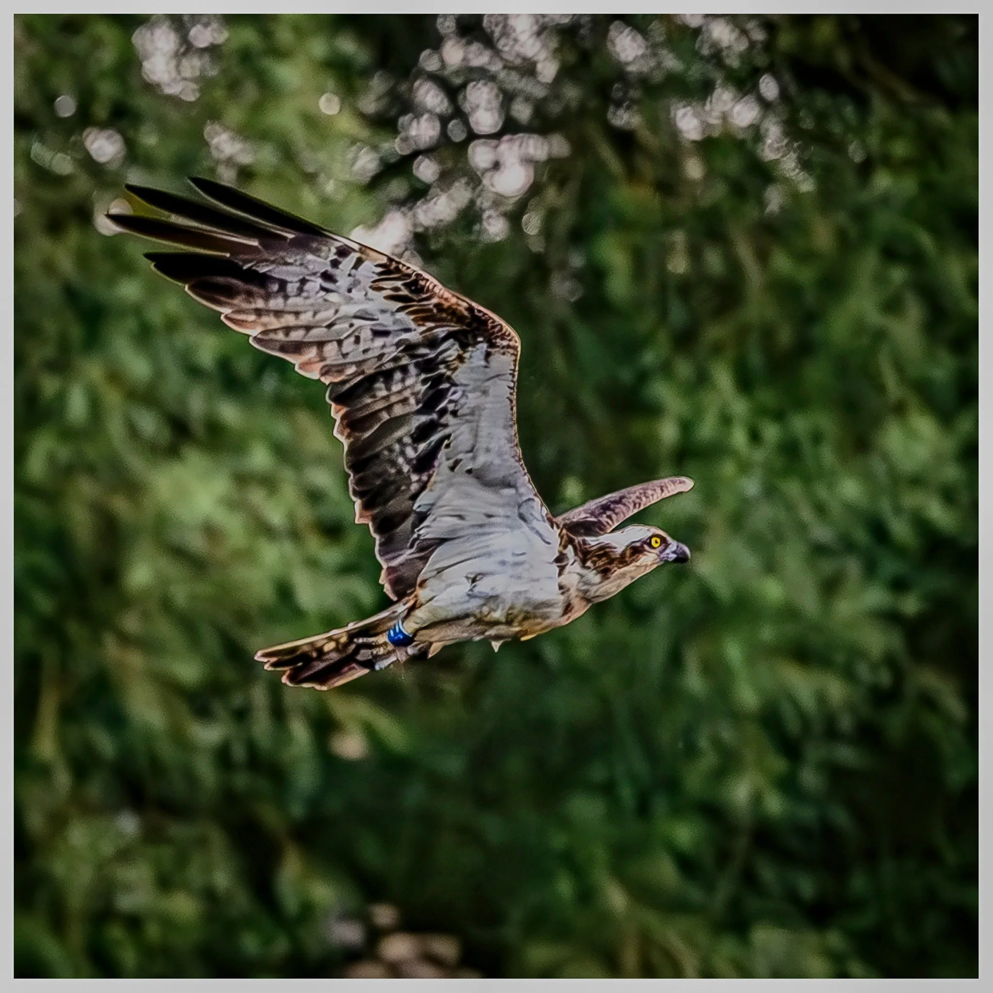 Probably my favourite from my first attempts, capturing them diving is quite an art and I'm not there yet but come spring next year I will try again ! #ospreysofinstagram #ospreys #photofitt #rutland #nikonphotography #nikonz8