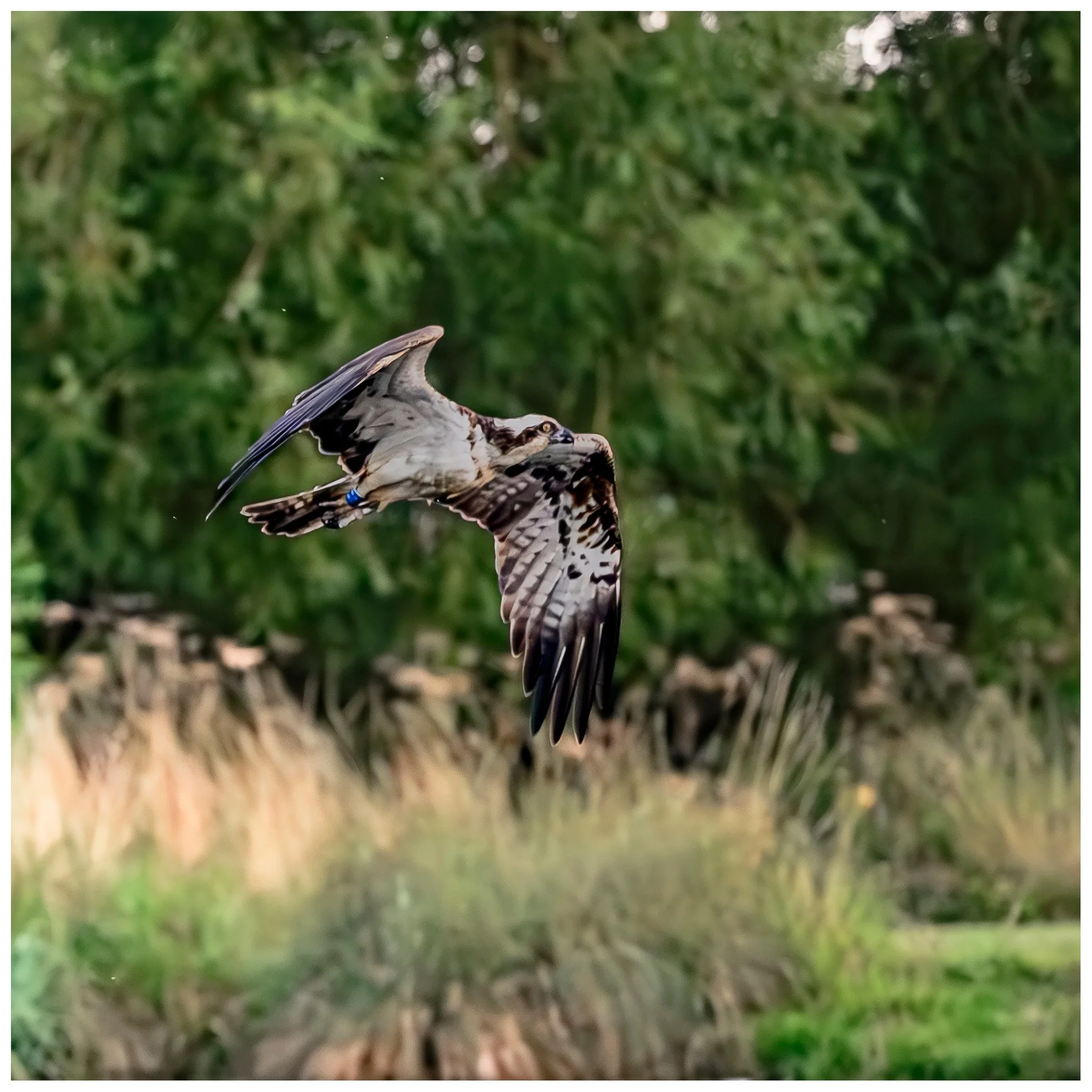 These are majestic birds and its a shame that I have started to photograph them at the end of the season but its great learning #ospreys #rutland #photofitt #nikonphotography #nikonz8
