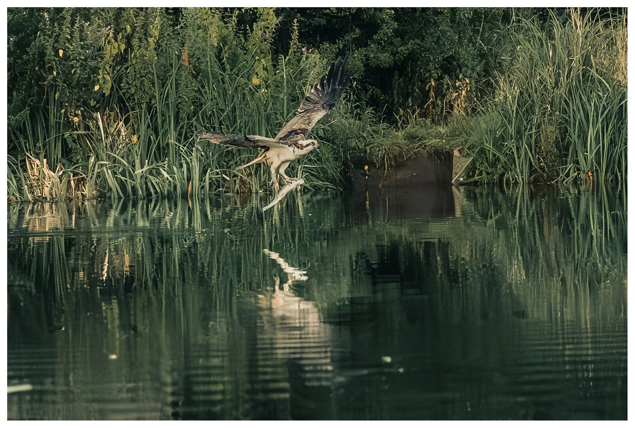 So from the recent Osprey shoots on this one he did catch a trout ! Trouble is it was so dark the picture was really grainy and this was the best I could get after some serious de-noise software ! #photofitt #nikonz8 #nikonphotography #ospreys #rutla