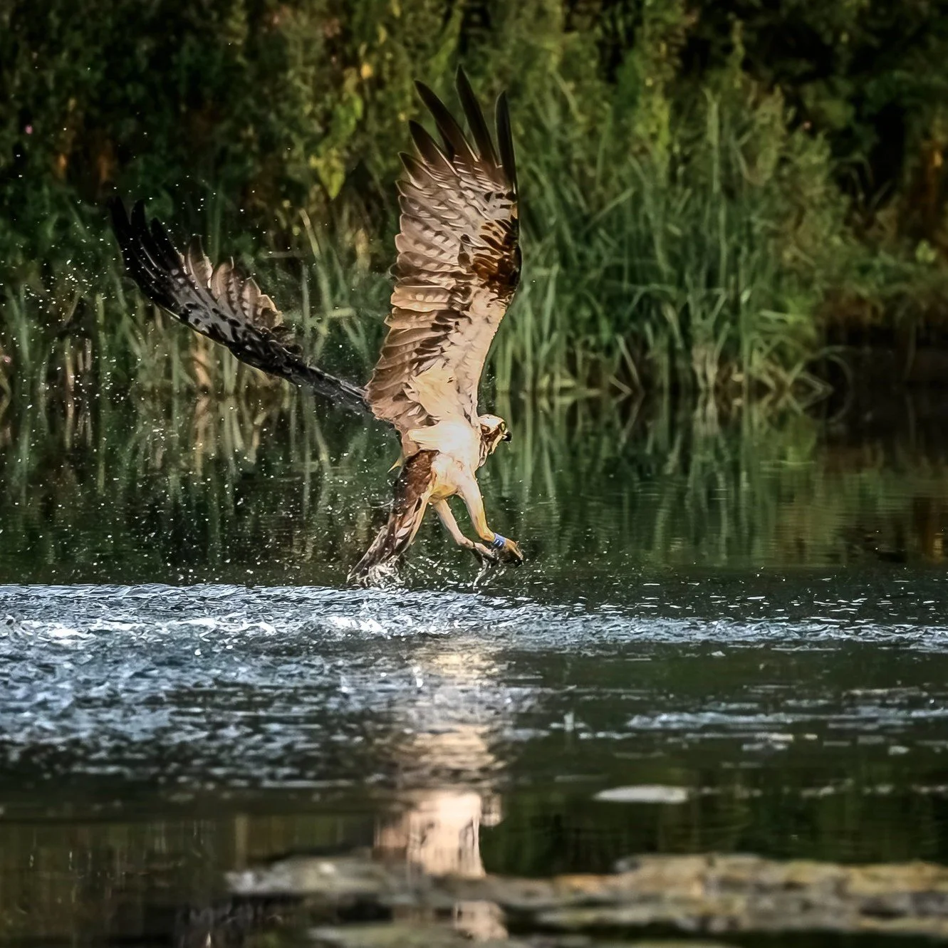Funny enough they seem more interested in the fish than the camera ! Although this time he didn't get any supper #ospreys #photofitt #rutland #nikonphotography #nikonz8
