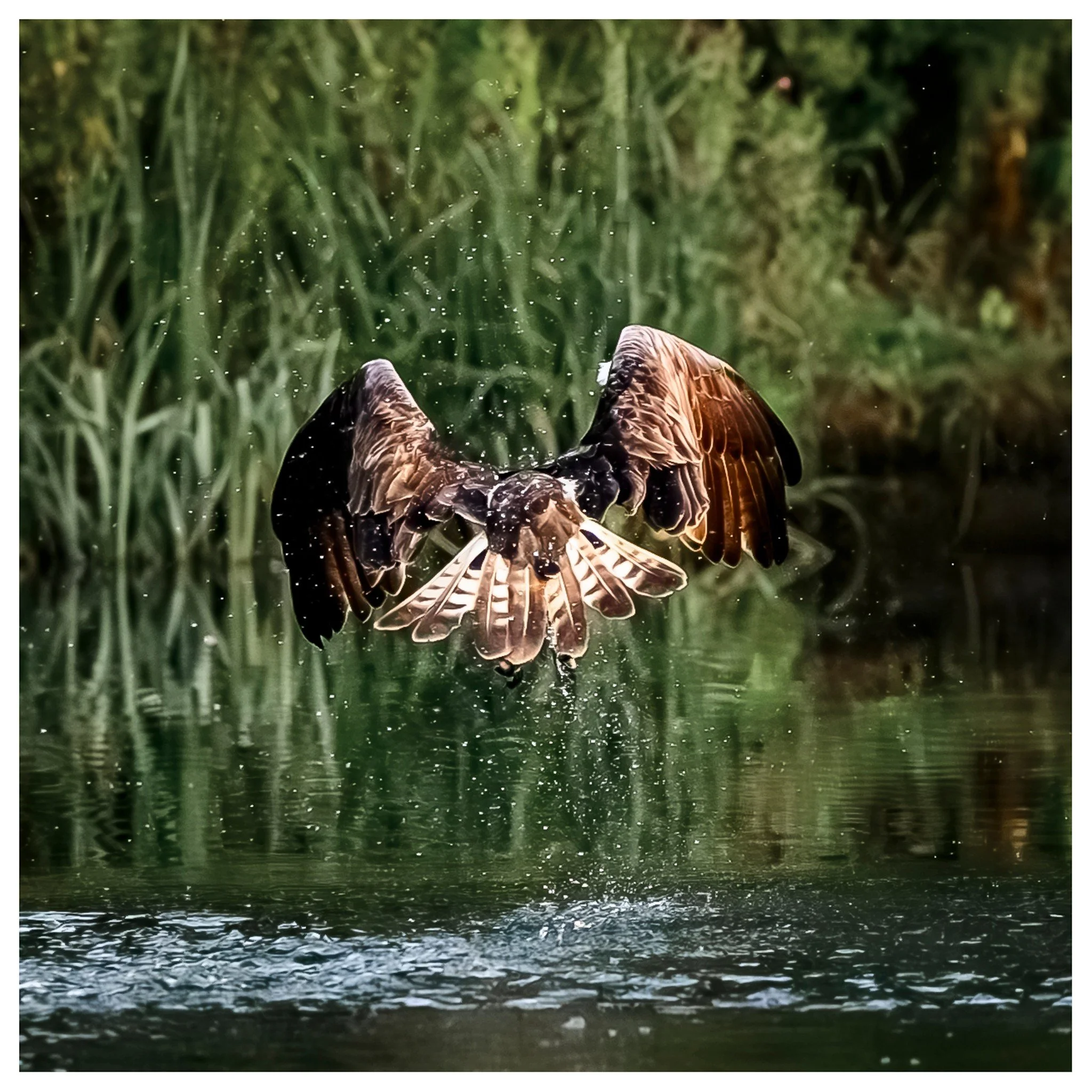I also discovered that Ospreys do not know which direction the hide is #ospreys #photofitt #rutland