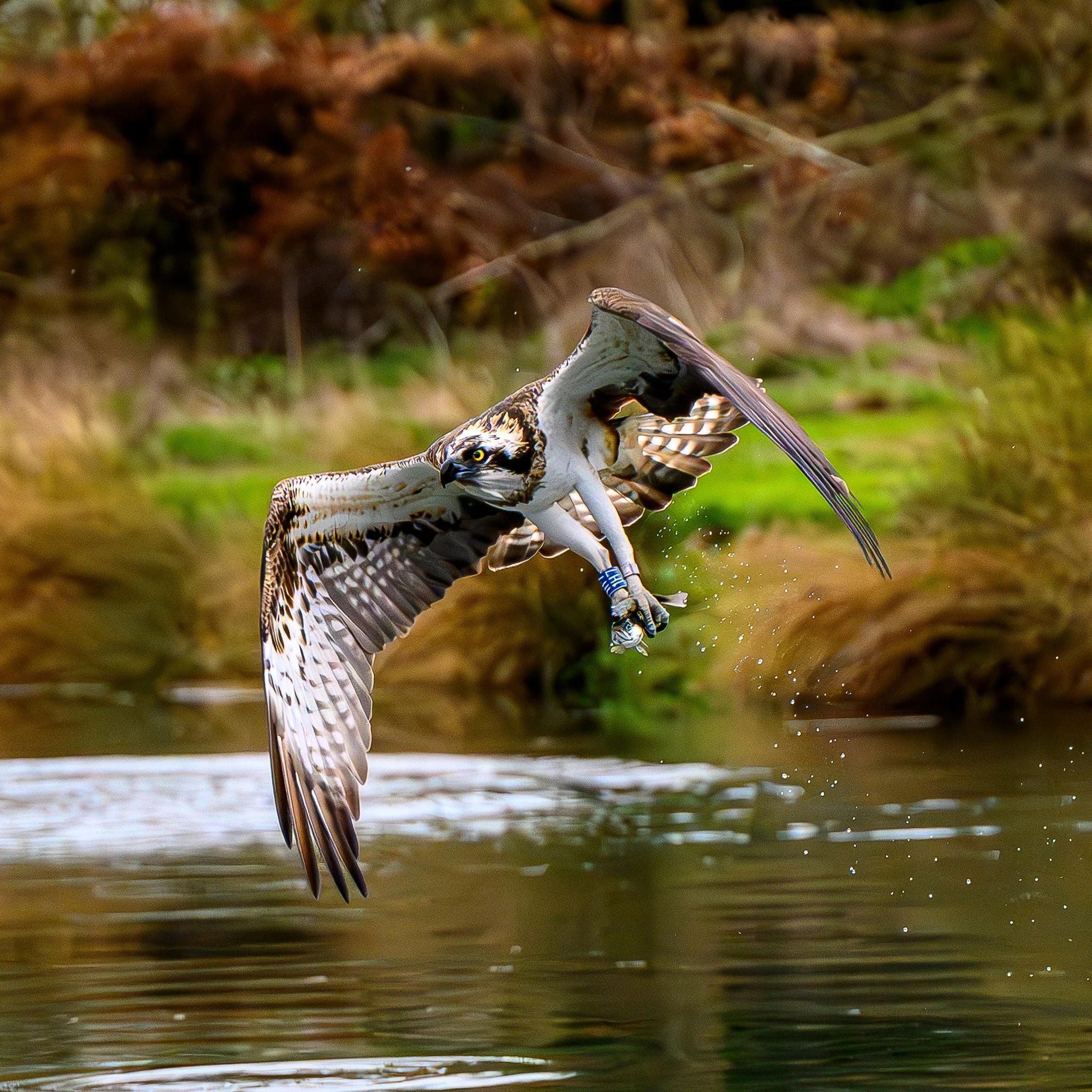 First Osprey of the season for me and he was hungry #photofitt #osprey #rivergwash