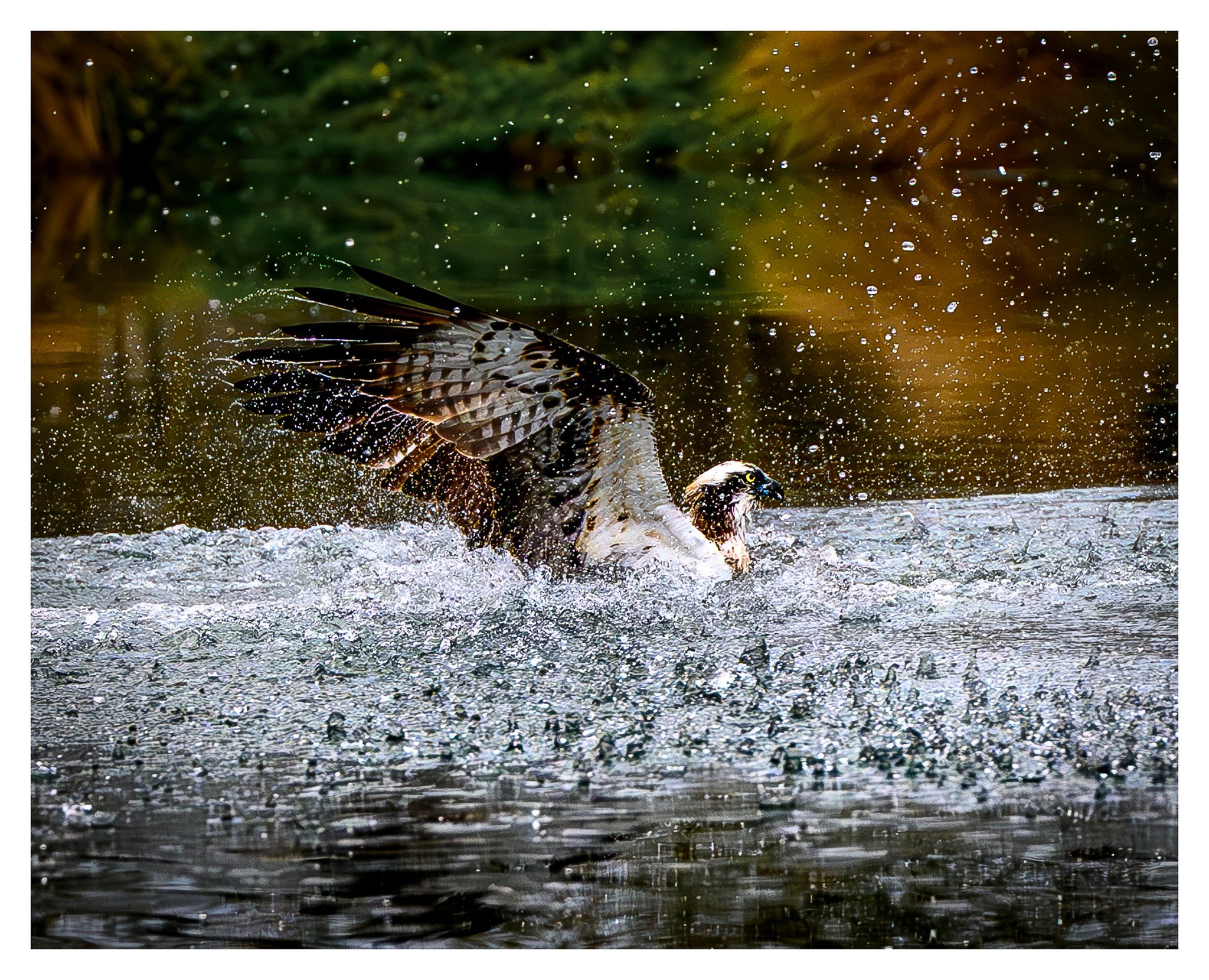 It was at this precise moment that one trout realised he wasn't going home that night ! #naturephotography #ospreyphotography #photofitt #rivergwashospreys