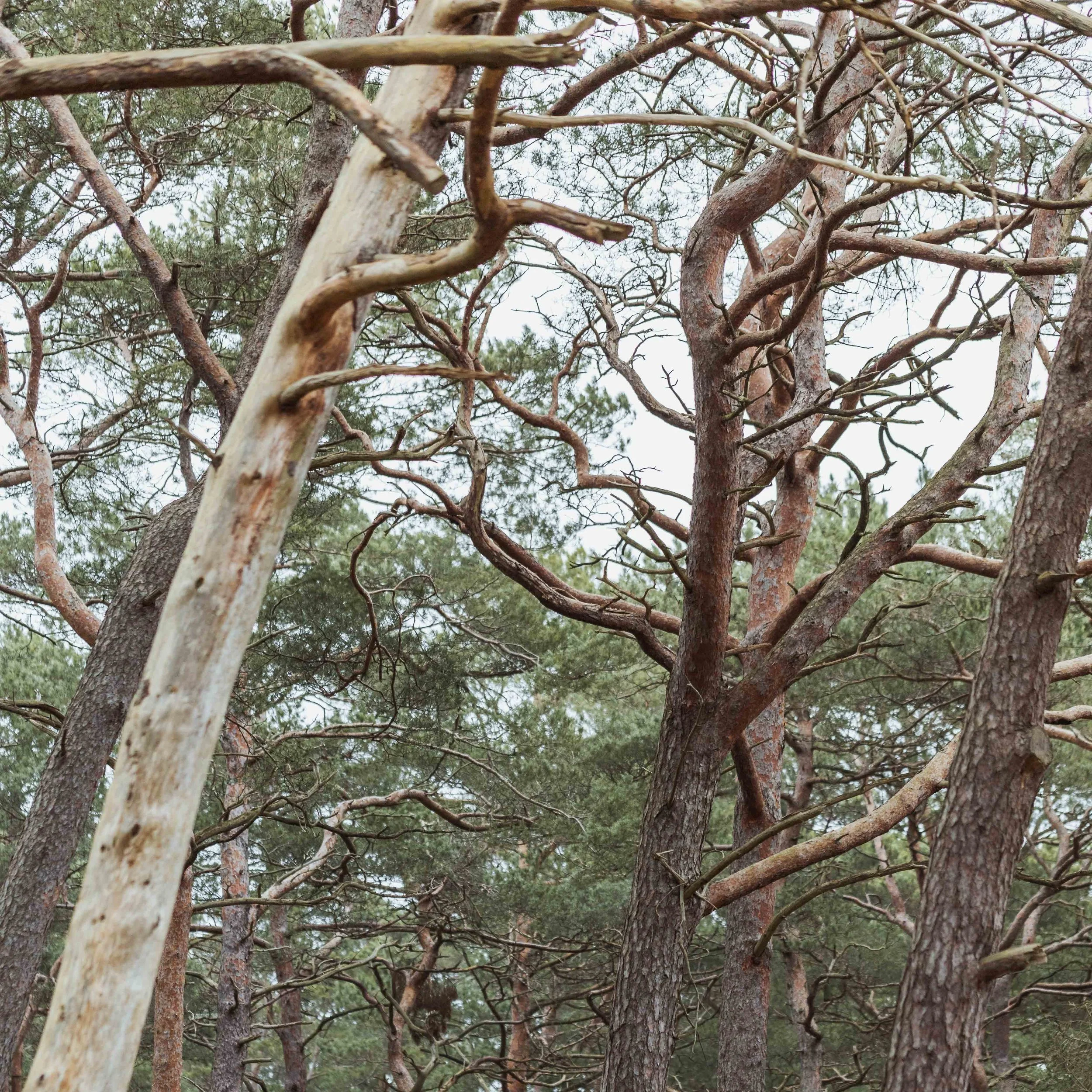 hegnet half halvmararthon 2026