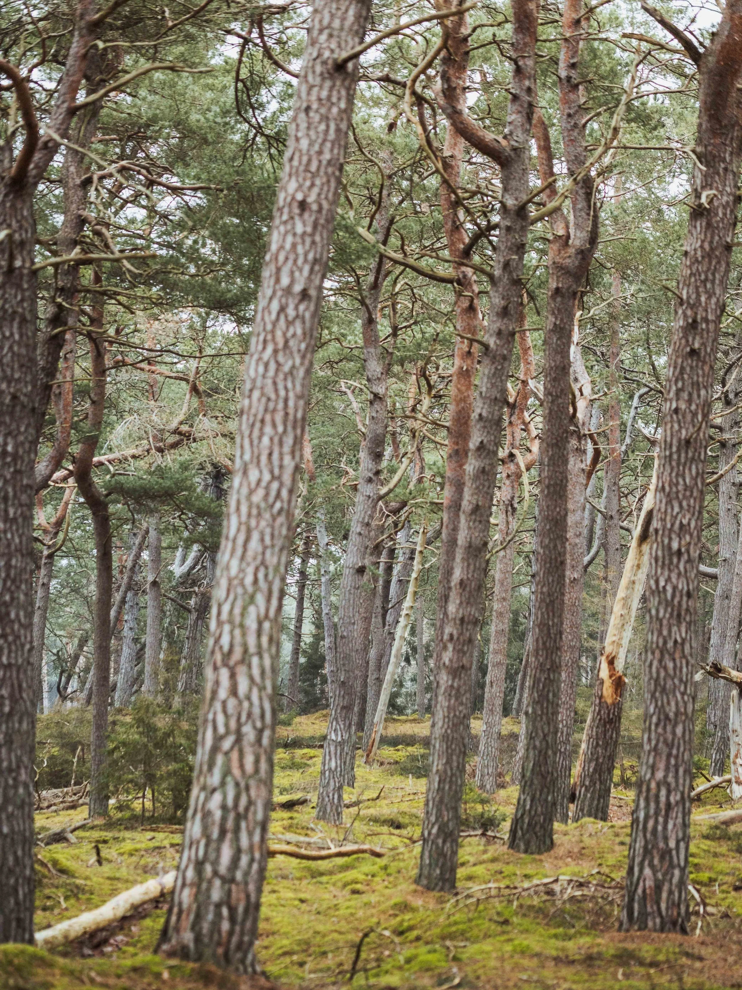 hegnet half halvmararthon 2026