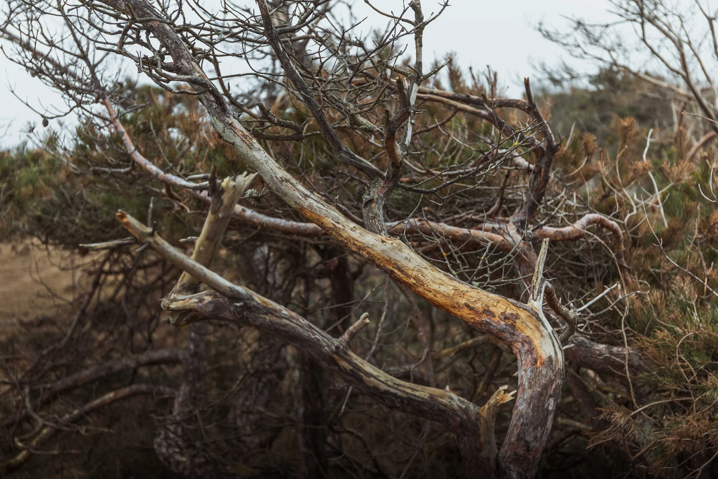 hegnet half halvmararthon 2026