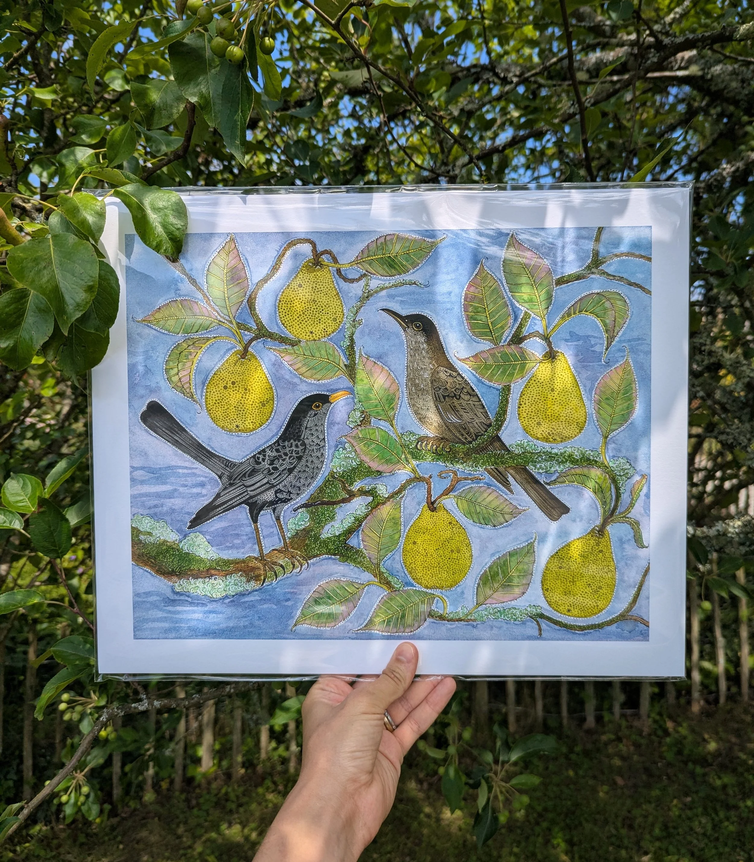 Limited Edition Giclee Print 'A Pair & Pears'