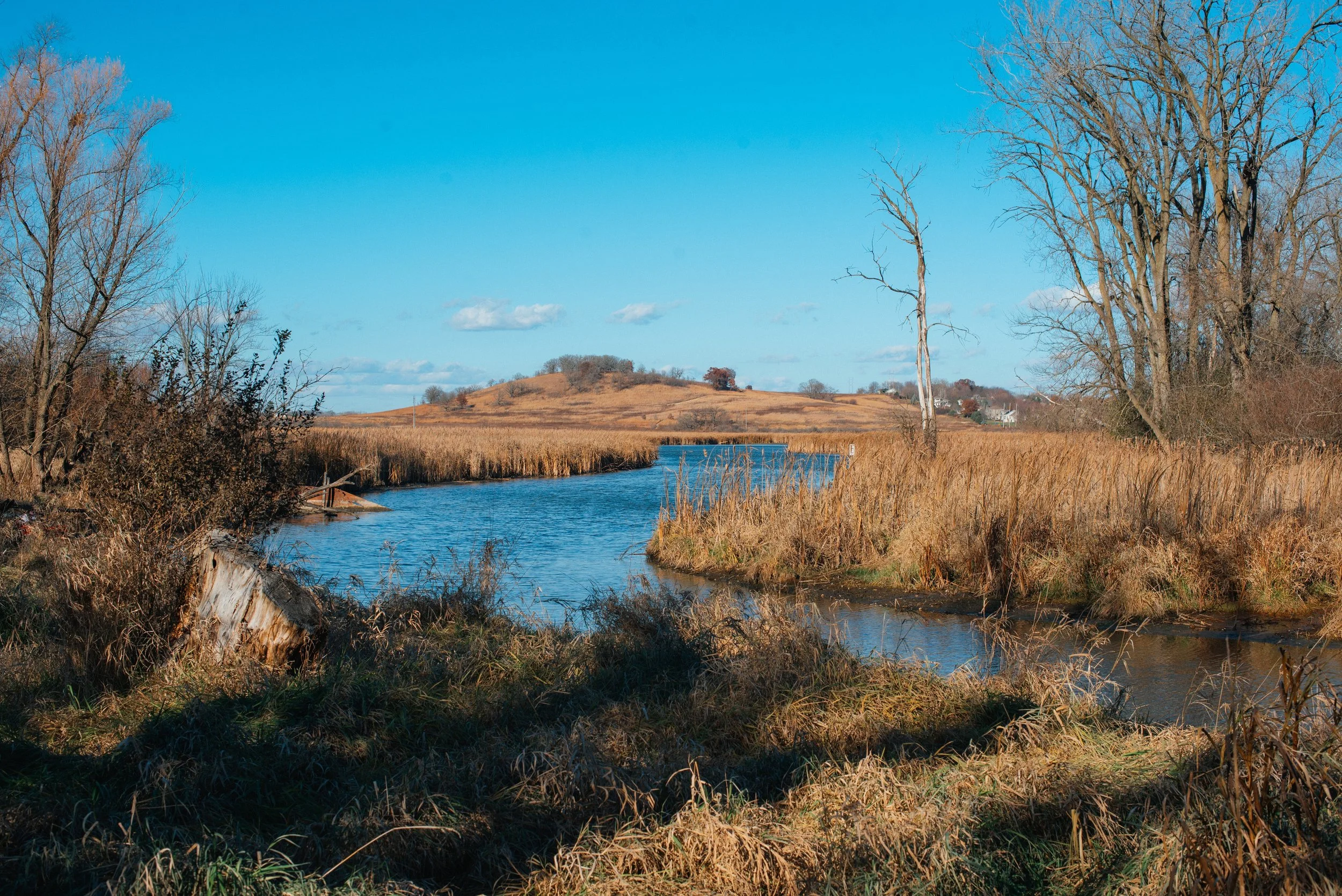 A landscape with a small river flowing through tall, dry grass and leafless trees under a bright blue sky with some clouds.