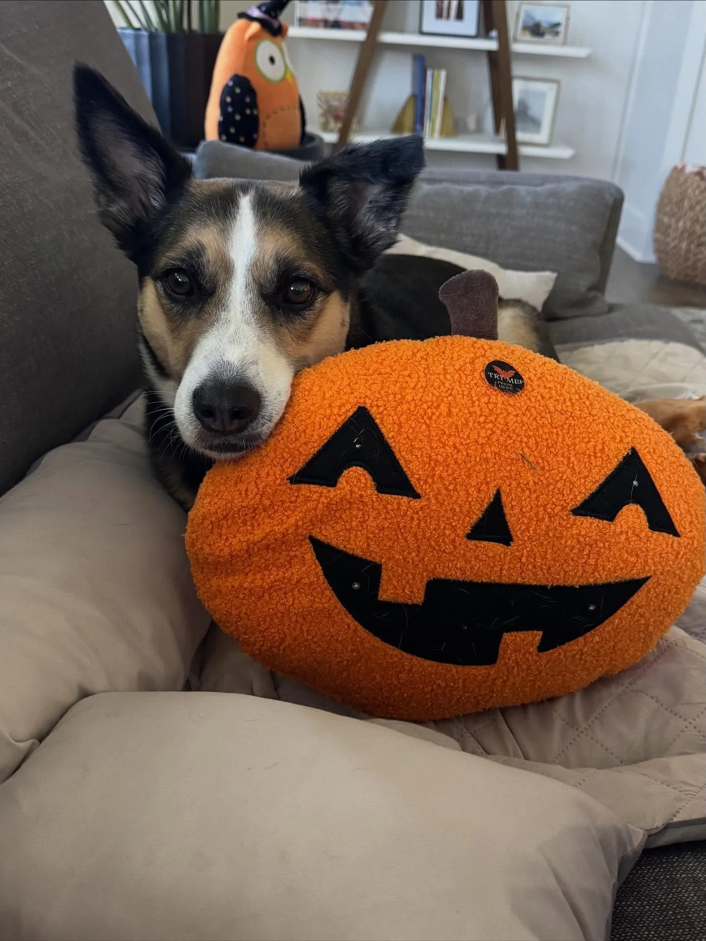 🐾❤️