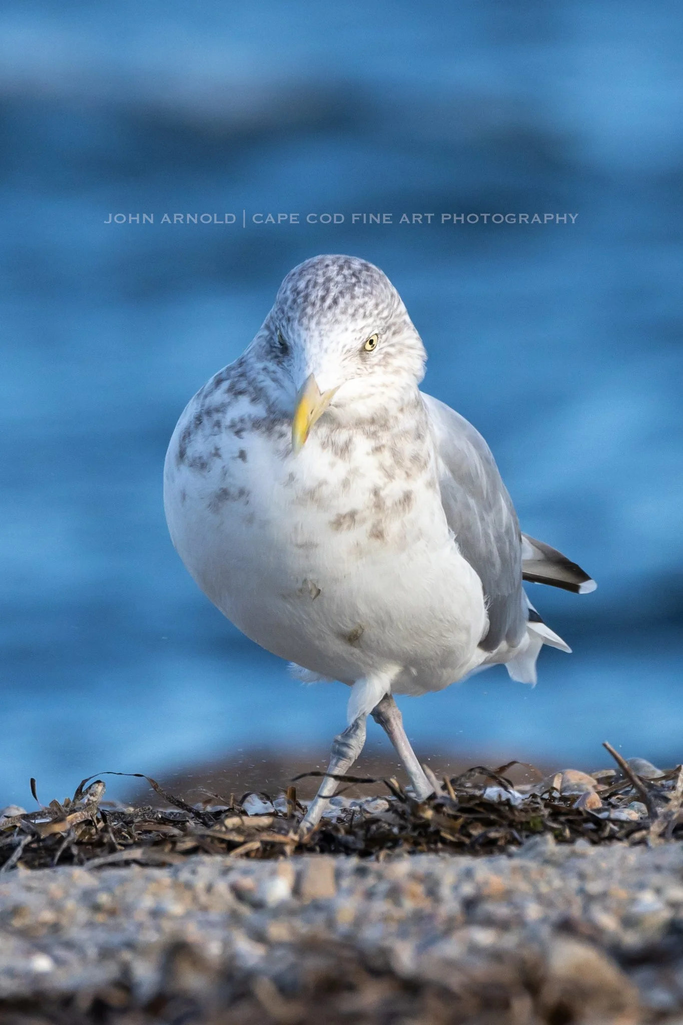 Crossstep Seagull - Falmouth