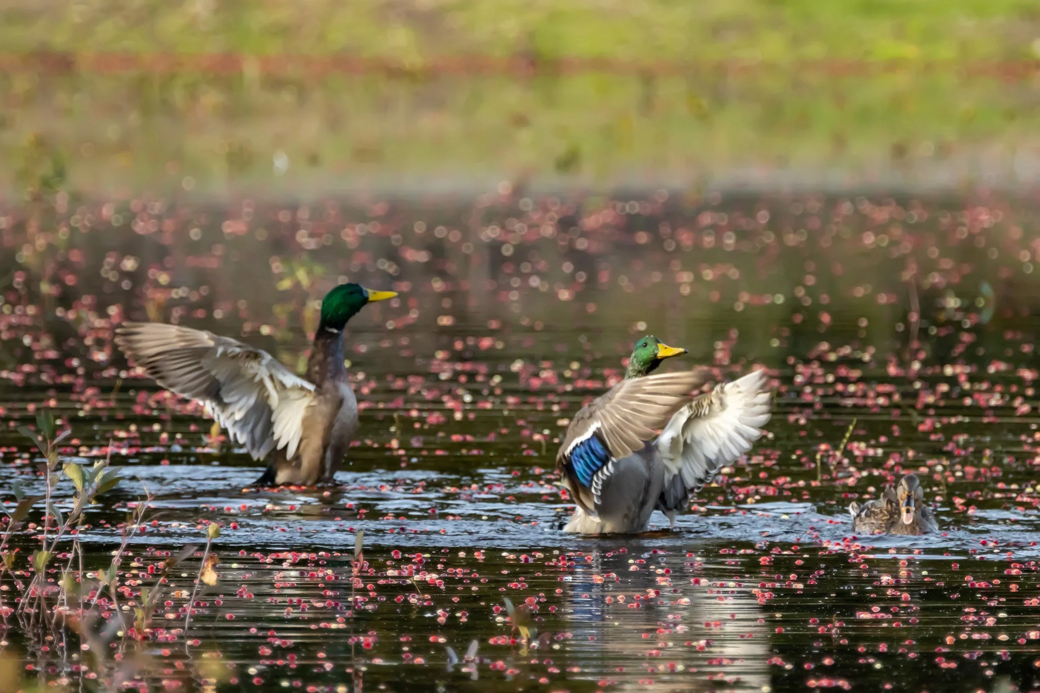 Cranberry Ducks - Copyright John Arnold