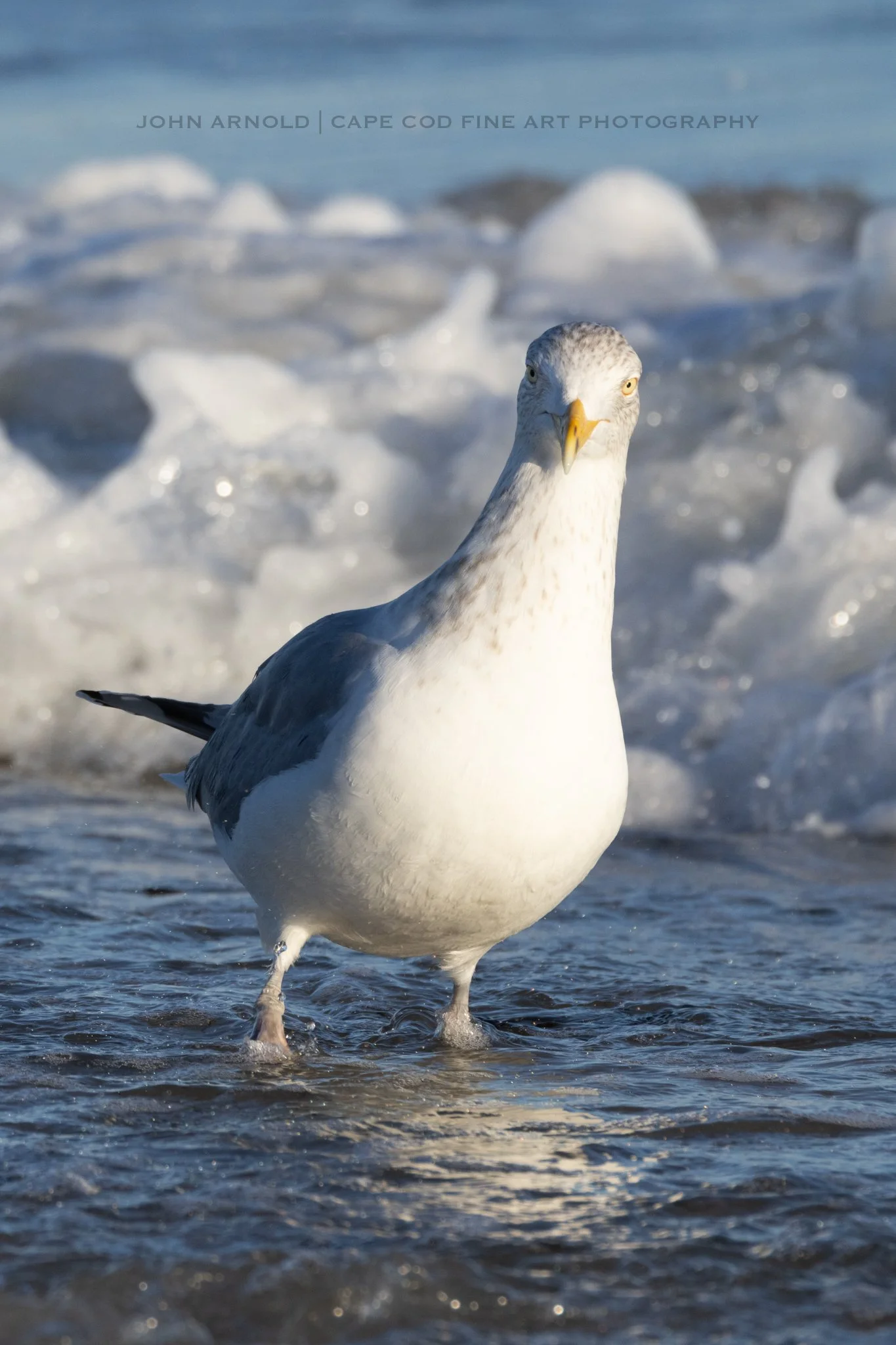 What You Were Wading For - Osterville