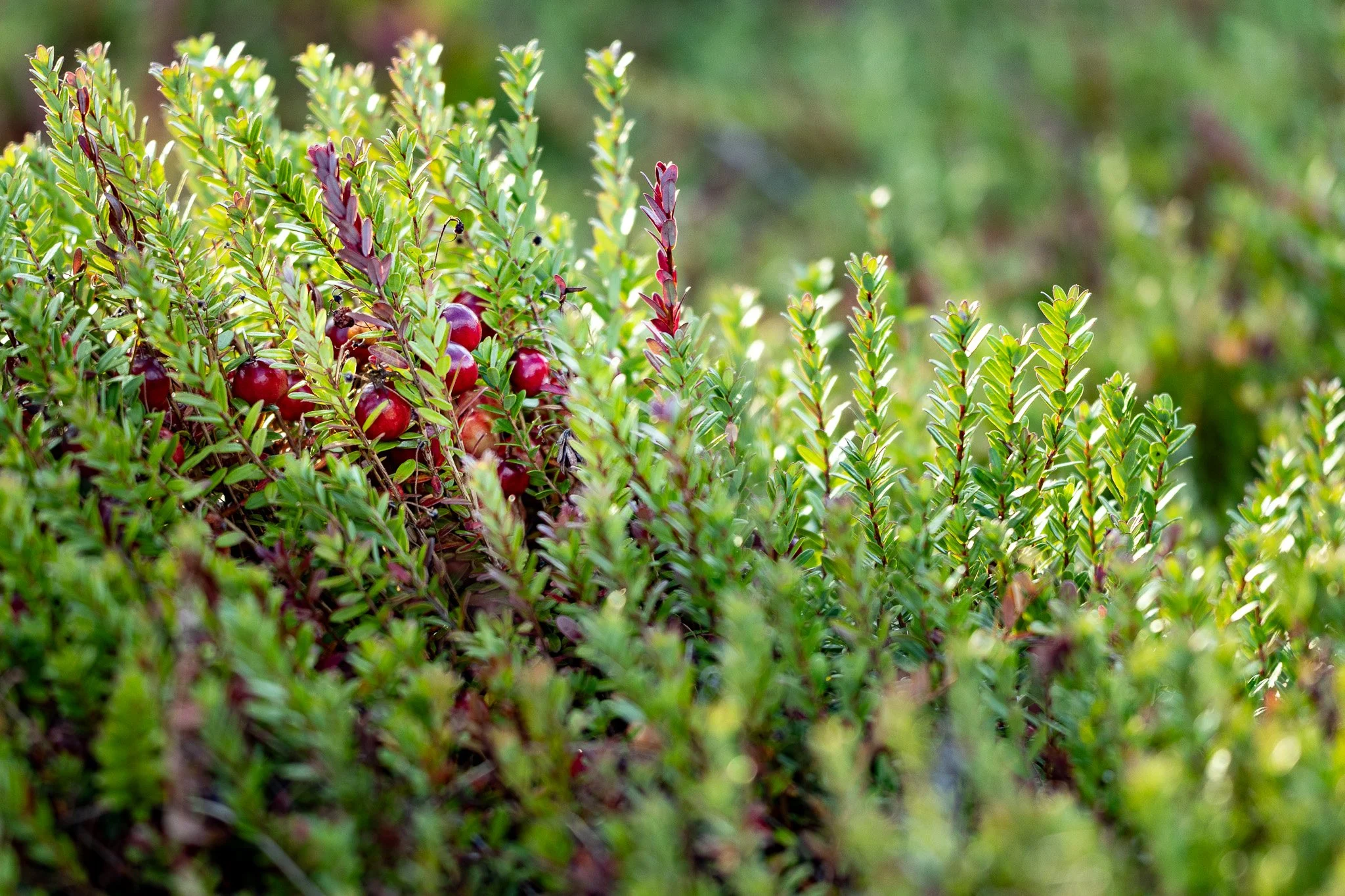 Cranberry Light - Copyright John Arnold