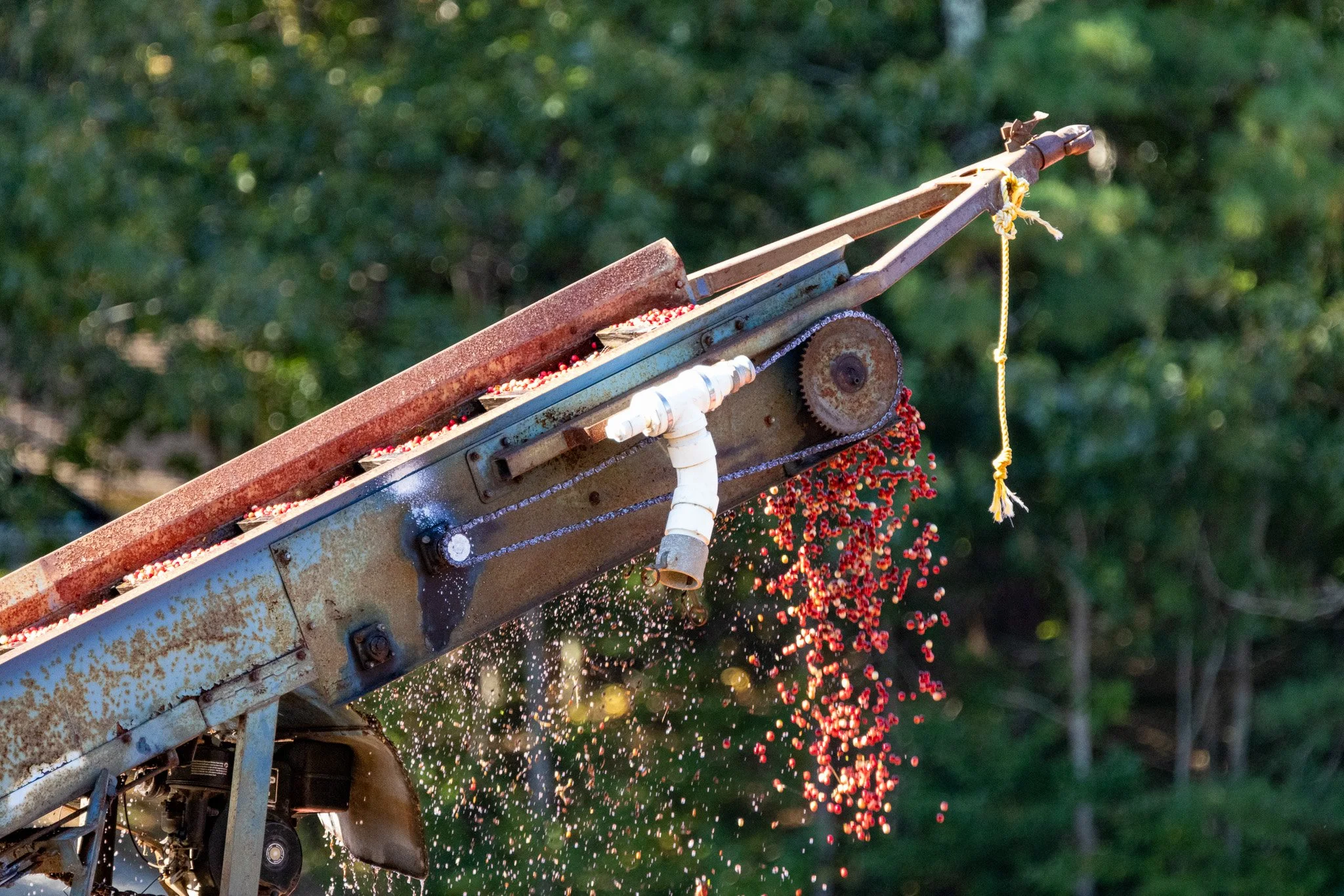 Cranberry Corralling - Copyright John Arnold