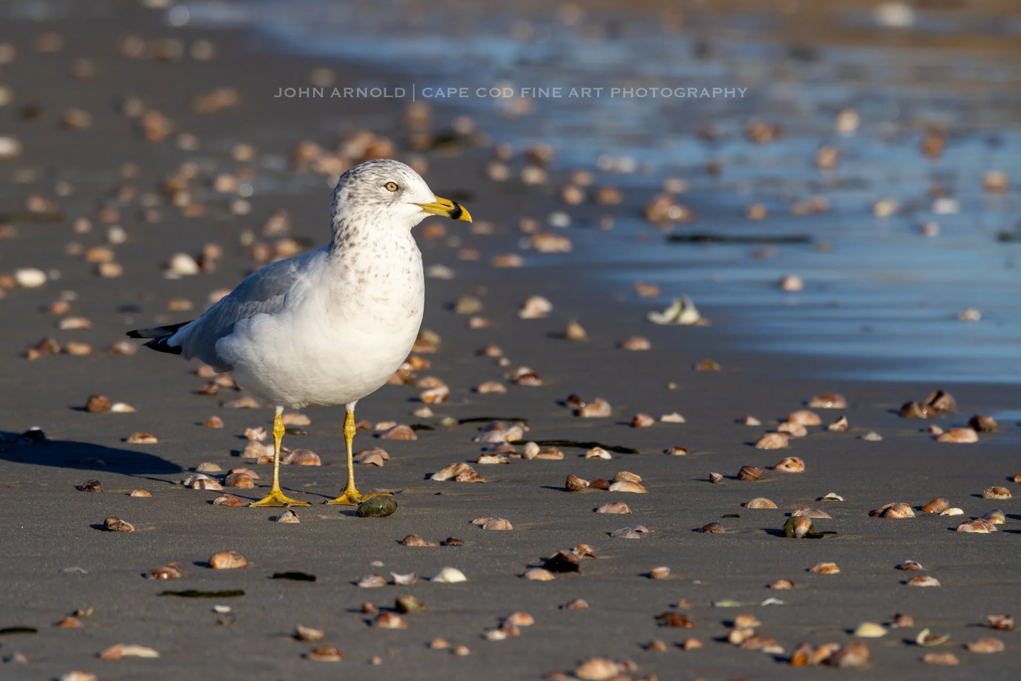 Shelly Seagull - Osterville