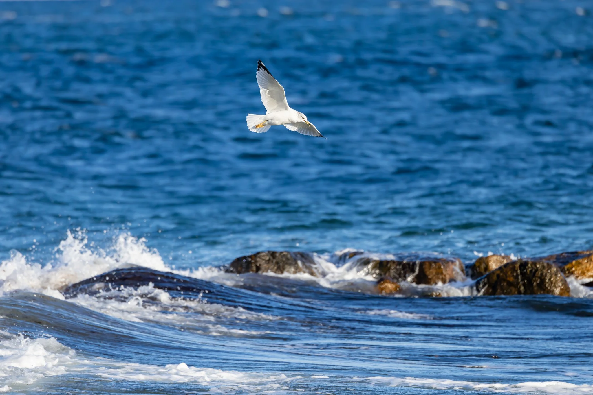 Soaring Waves - Falmouth