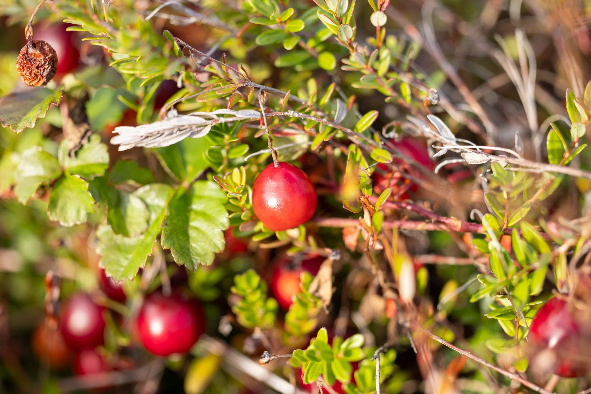 Cranberry Life - Copyright John Arnold