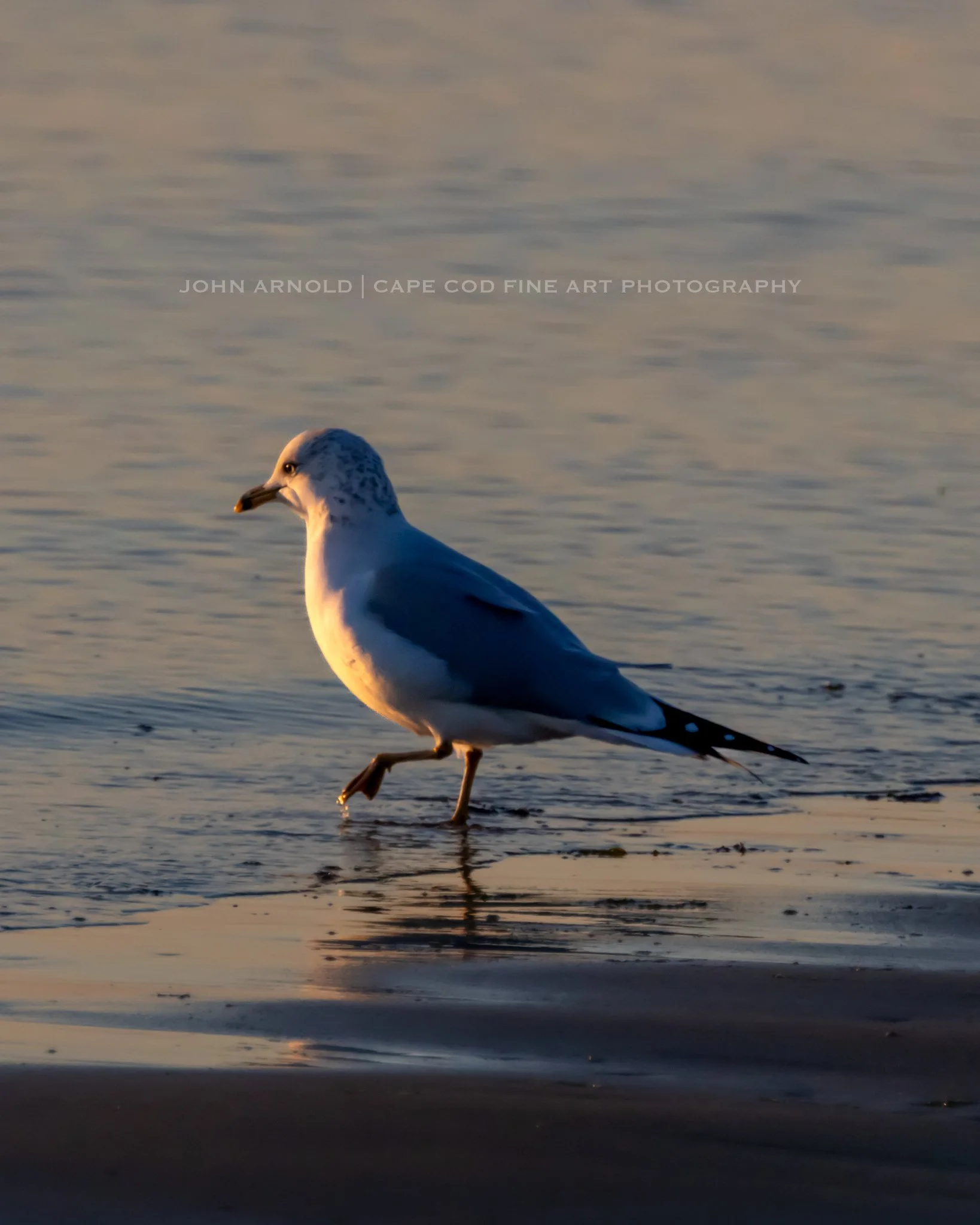 Testing The Sunlit Waters - Cotuit