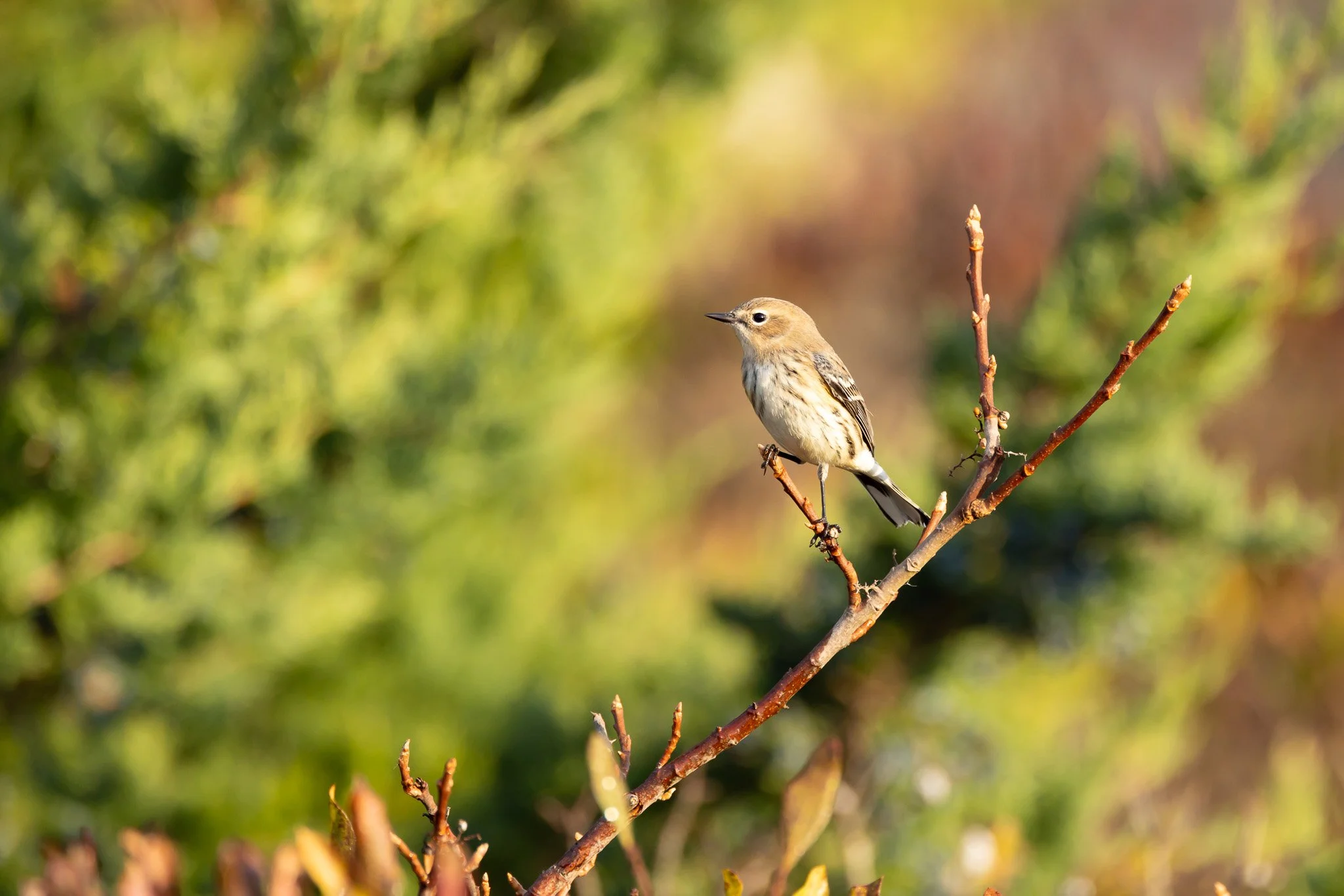 Ms. Pine Warbler - Mashpee