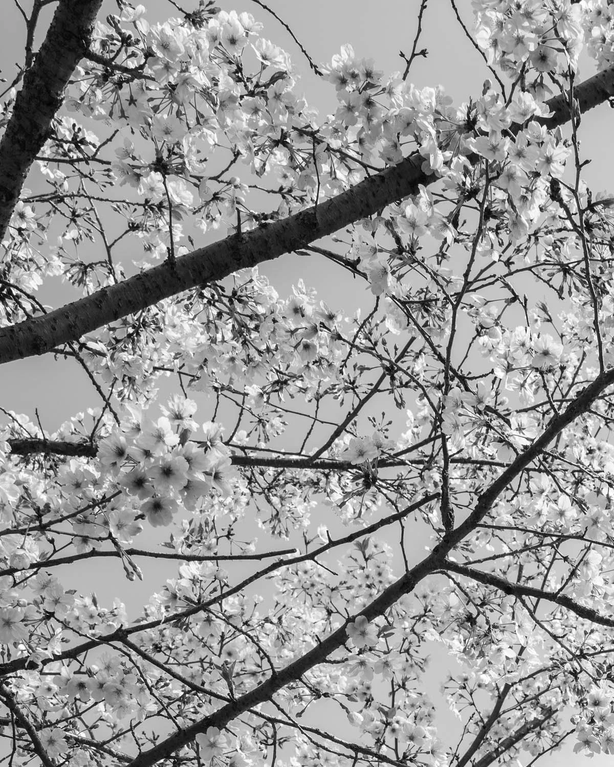 Blossom / Minato / 03-26