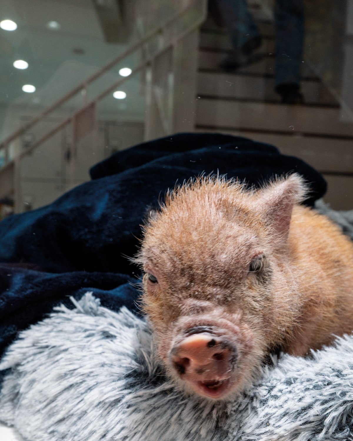 japan_minipig.jpg