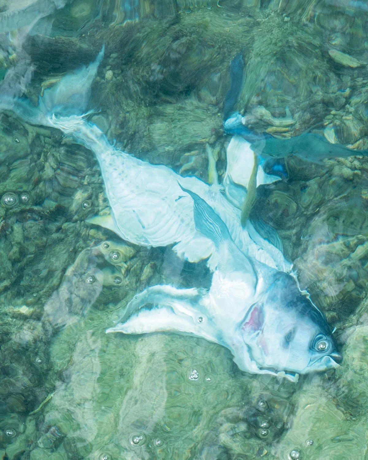 Filleted fish / Bonaire / 01-26