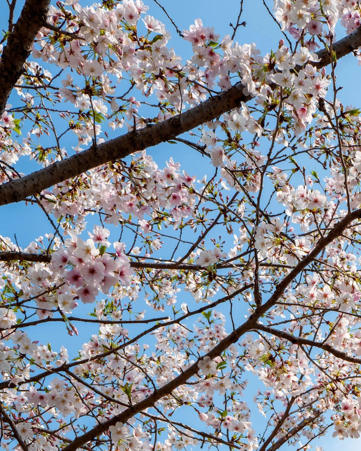 japan_blossom.jpg