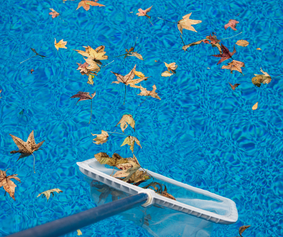 Pool skimmer net collecting autumn leaves from a swimming pool with clear blue water.