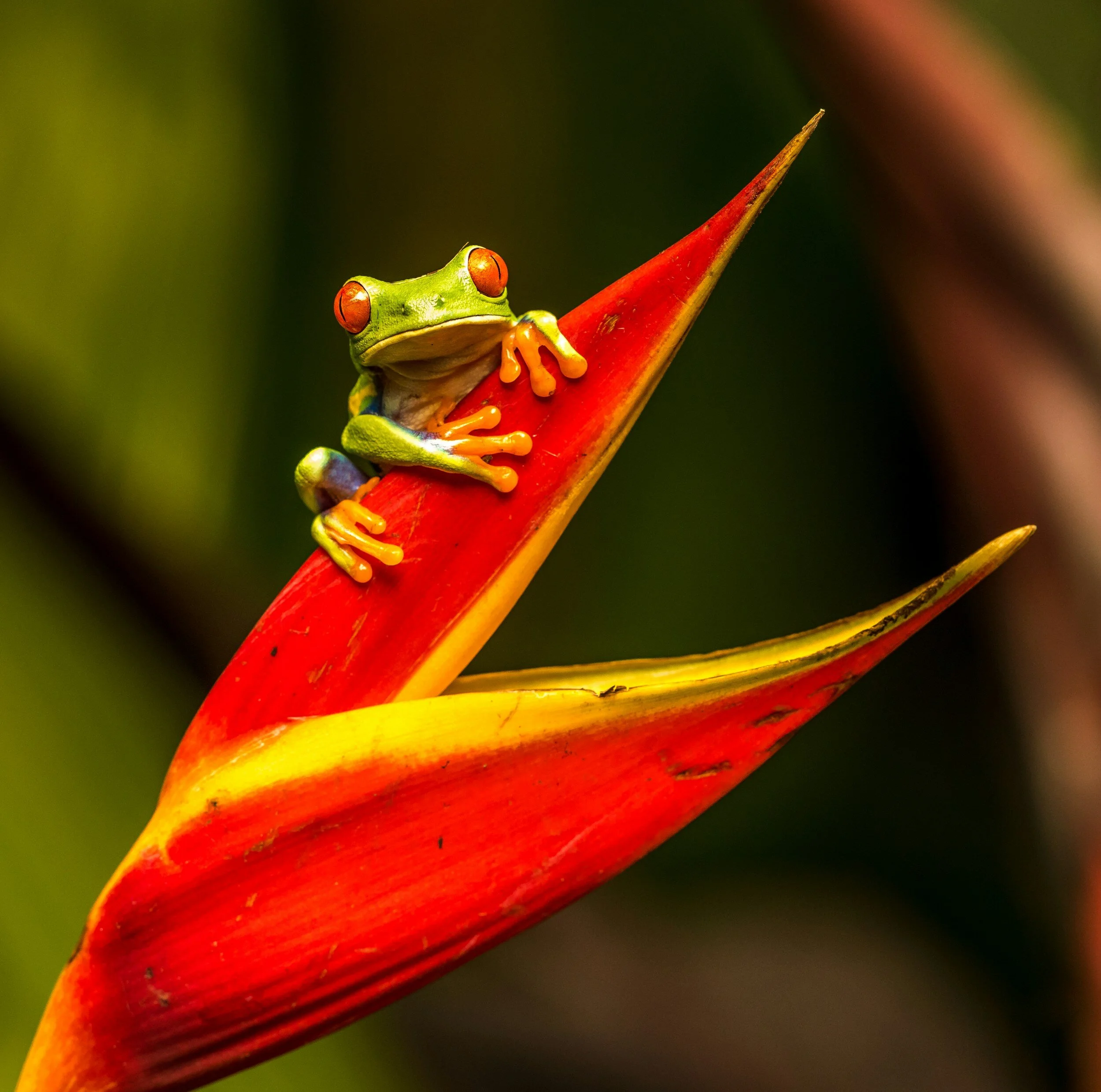 Red-eyed Tree Frog Costa Rica