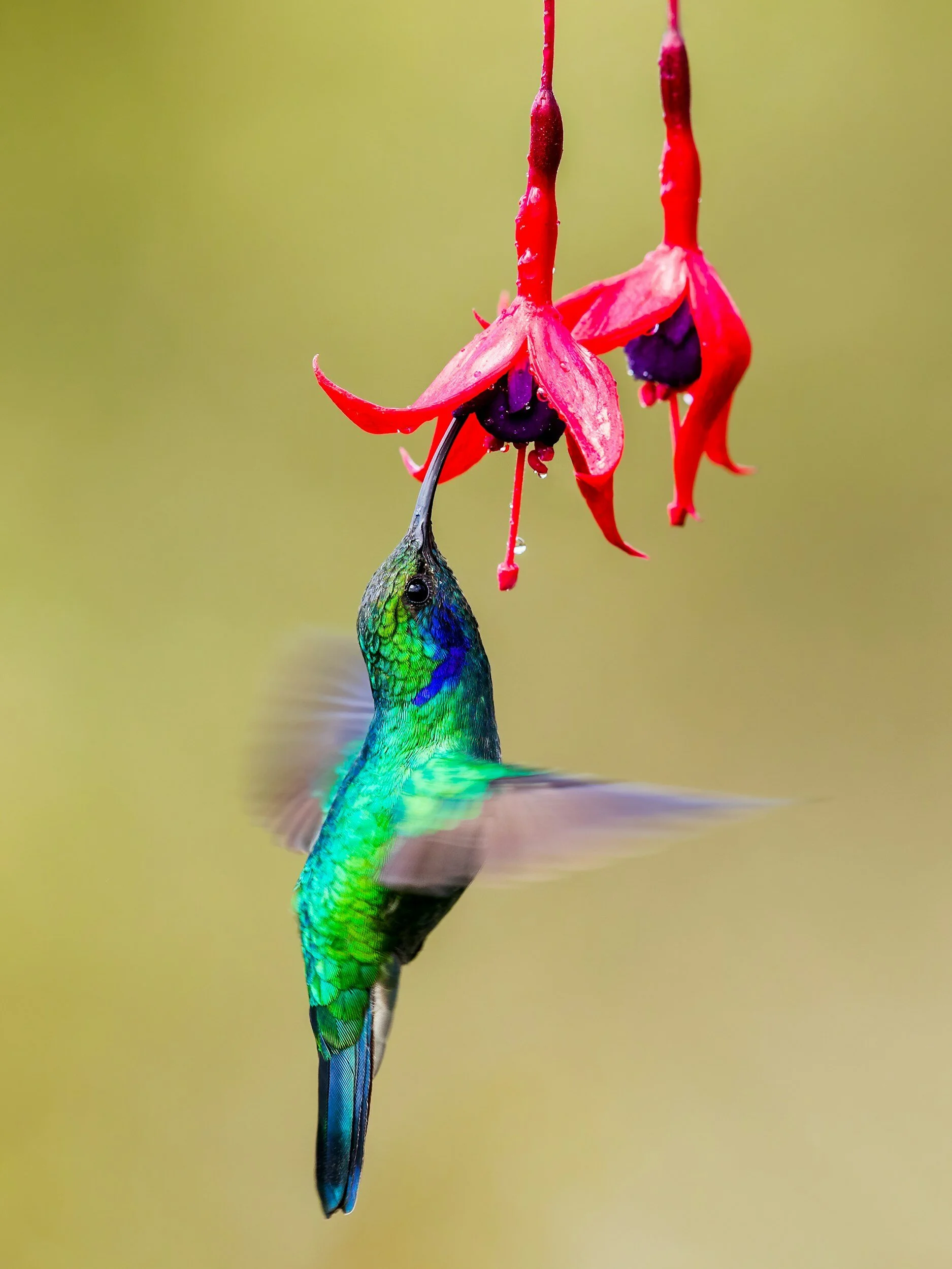 Hummingbird in Monteverde Costa Rica
