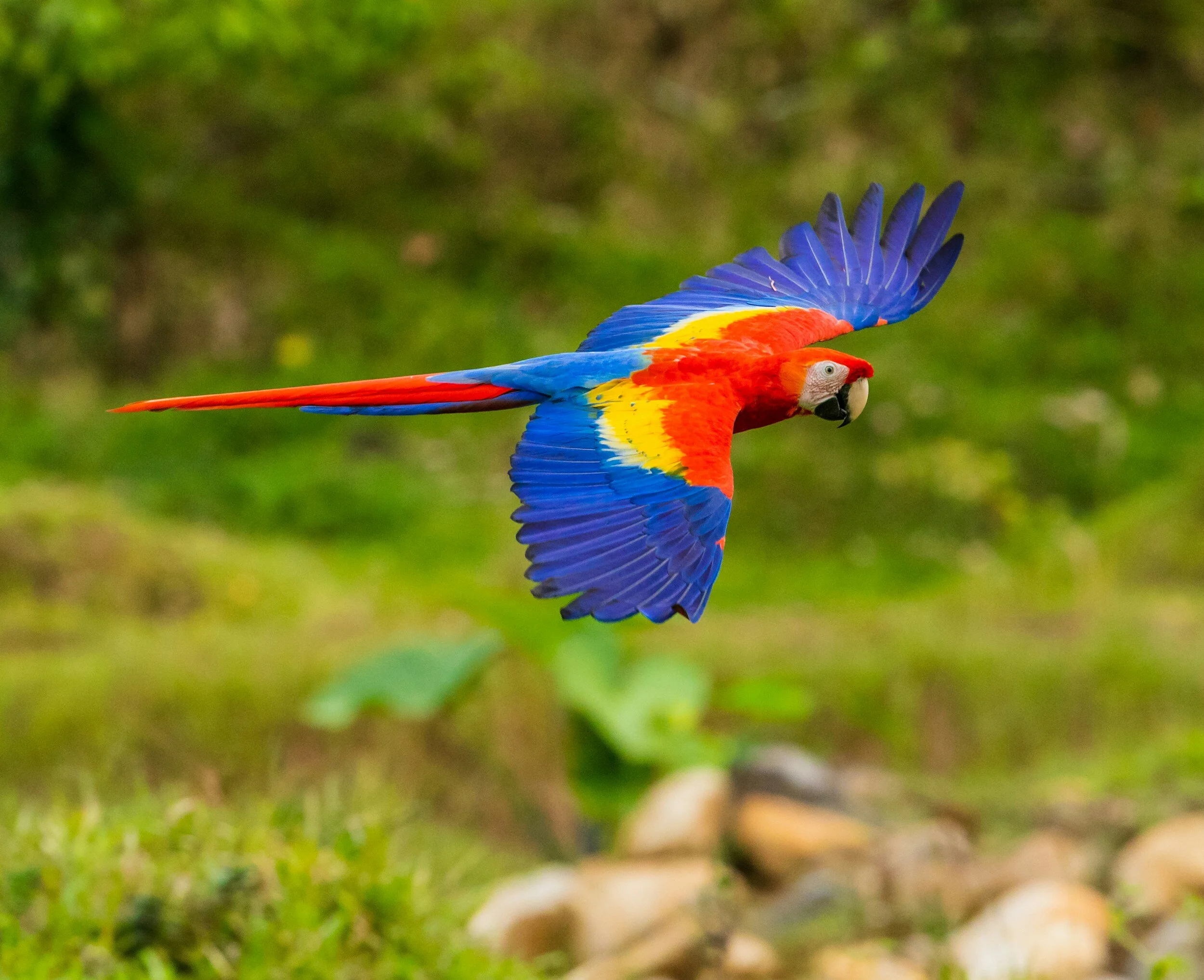 Scarlet Macaw Costa Rica