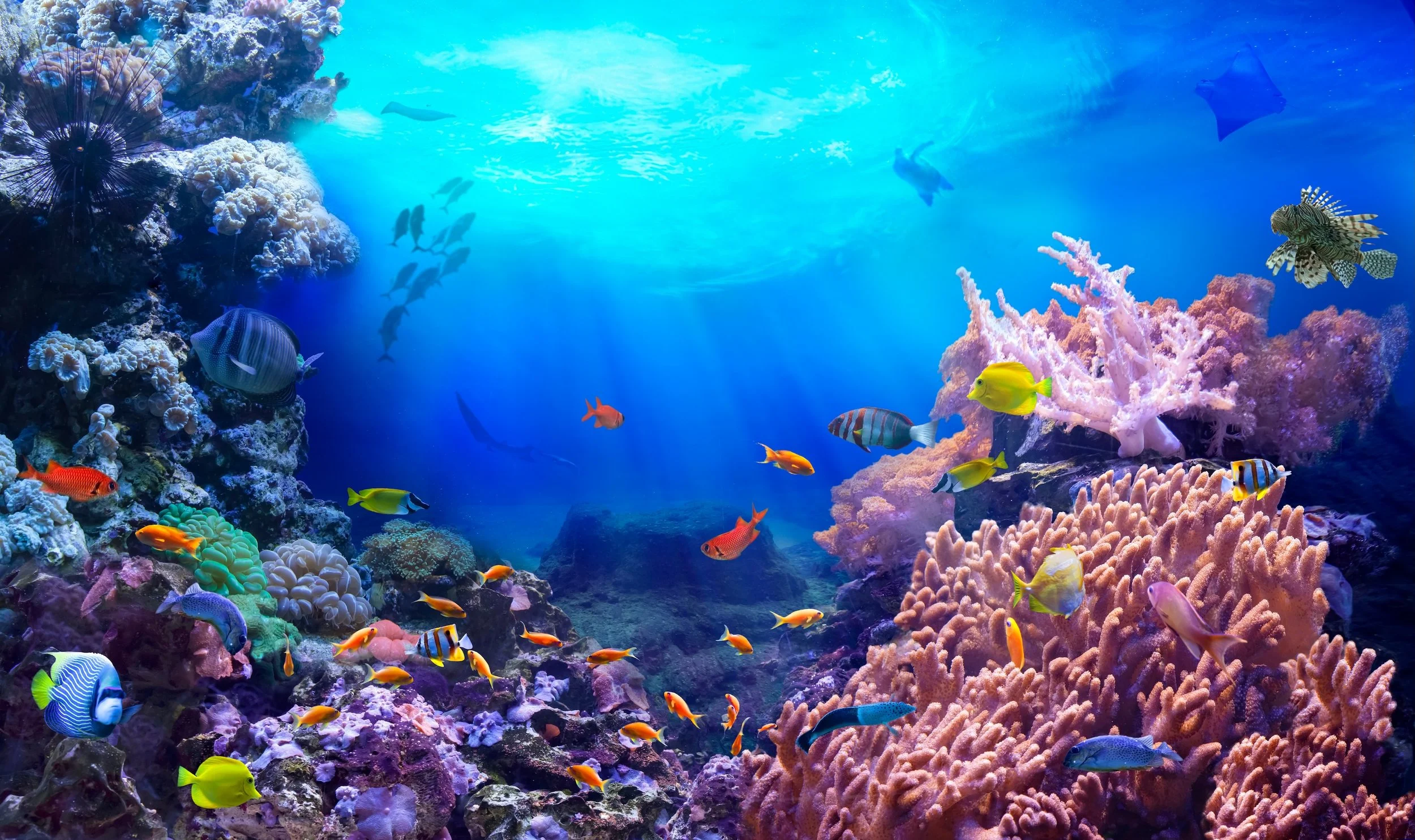 Moorea Corals Small.jpg