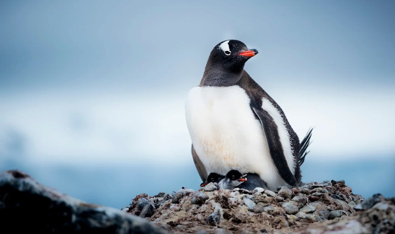 A penguin with two fluffy chicks on a rocky shore, with a blurred blue and gray background.