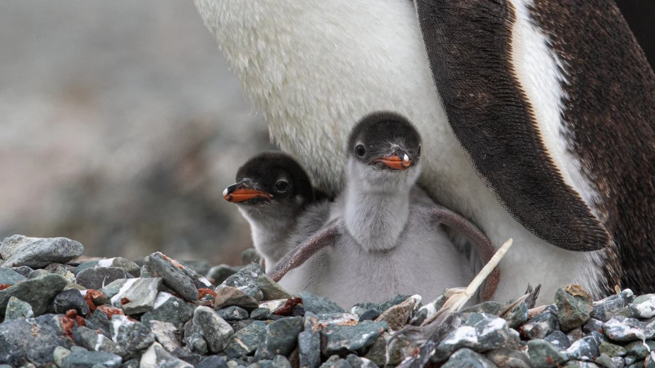 Two baby penguins standing on a rocky surface next to their mother, with her beak nearby. The chicks have downy gray feathers and small orange beaks.