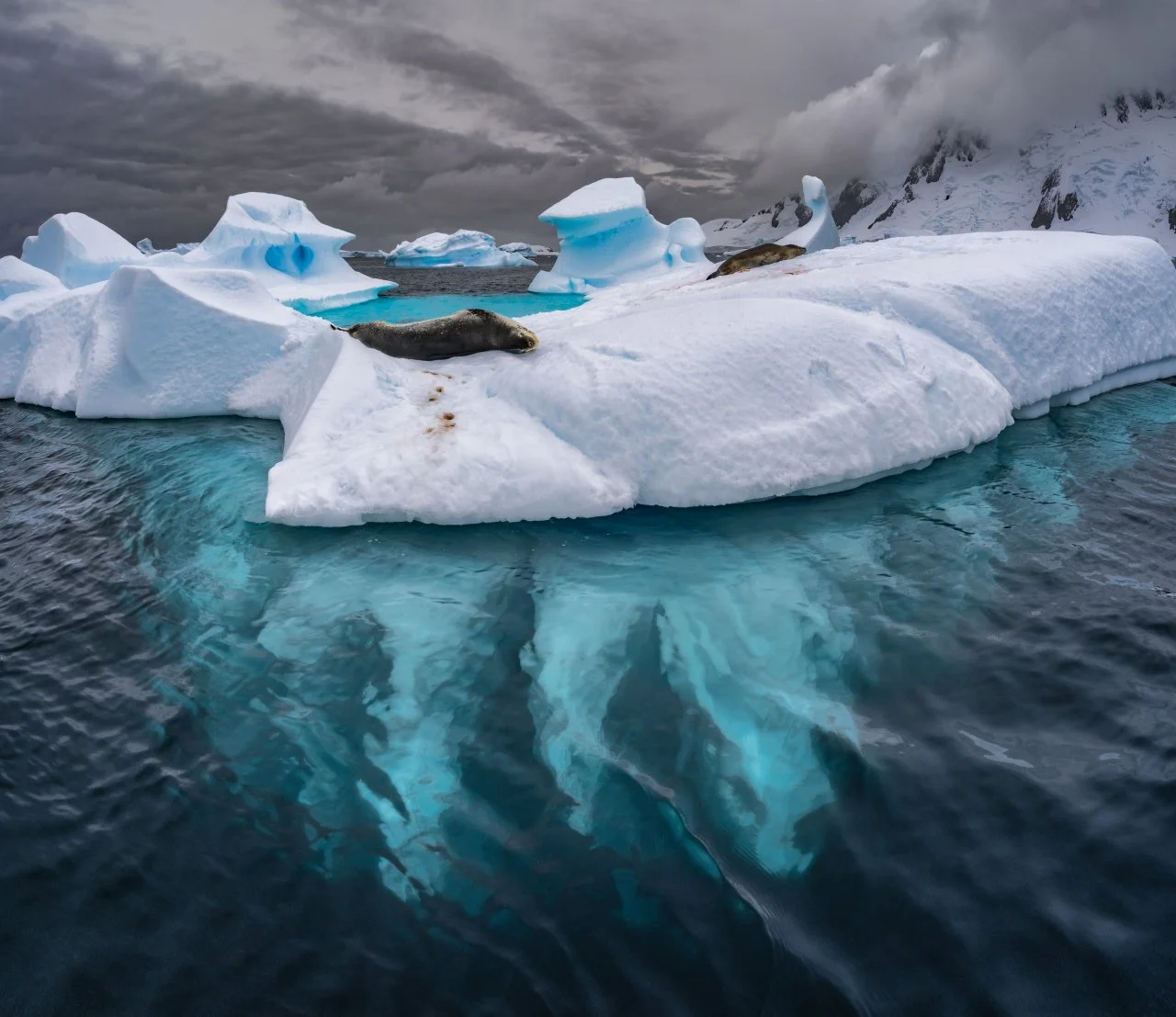 Seals resting on an iceberg in a cold, Arctic environment with icy water and a cloudy sky in the background.