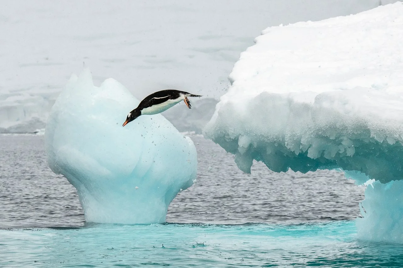 A penguin jumping from an iceberg into the water in a cold, icy environment.