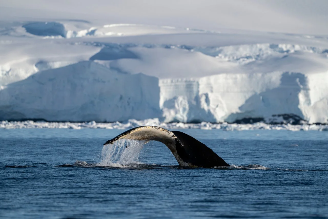 A whale's tail flukes above the ocean surface with icebergs and snow-covered land in the background.
