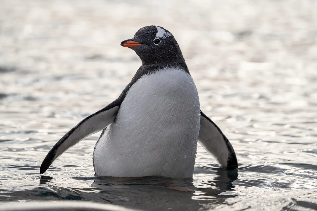 A young penguin standing in water with its wings slightly extended. The penguin has a black head with a white patch over the eye and a grey body.