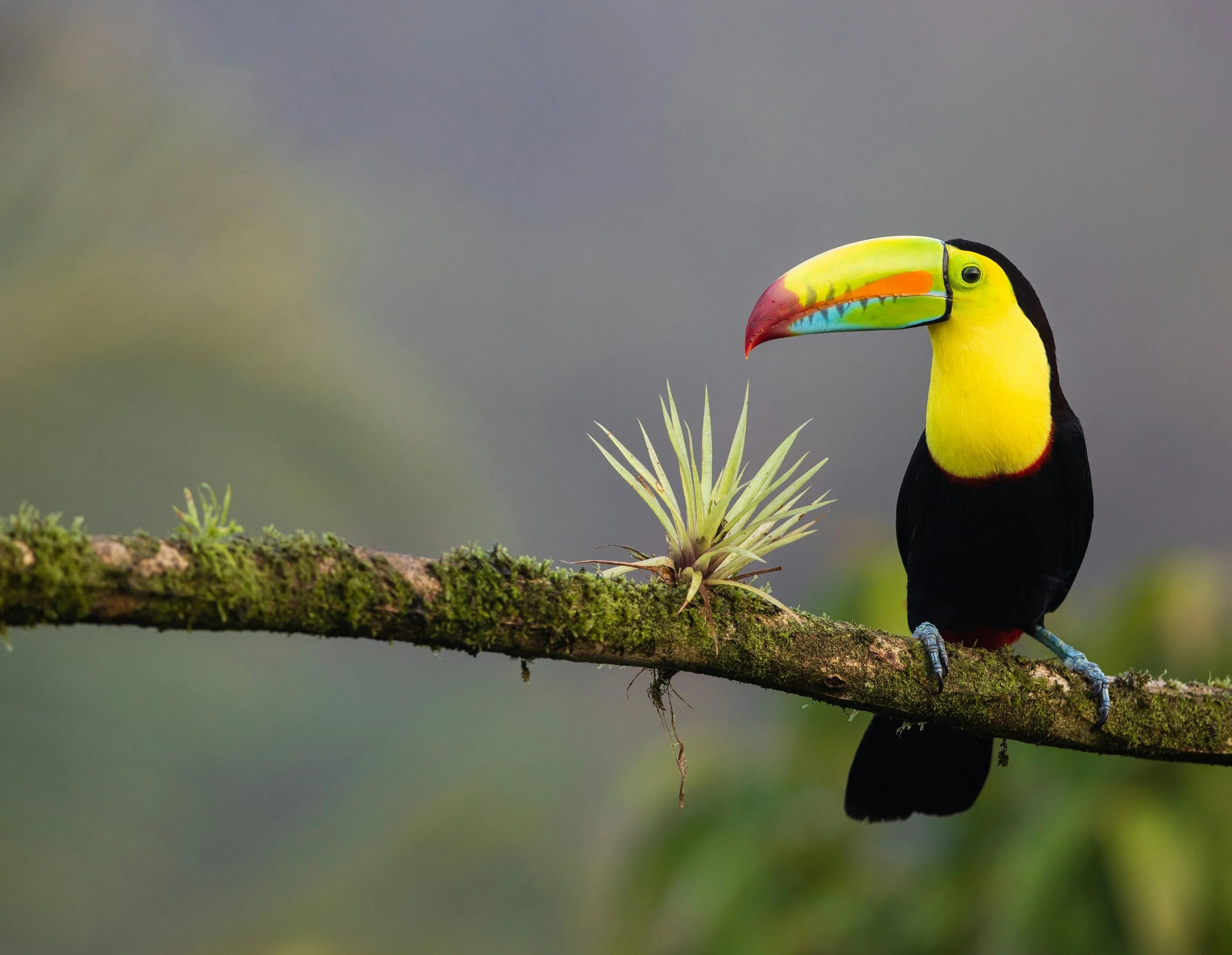 costa rica parrot on a dressler detour