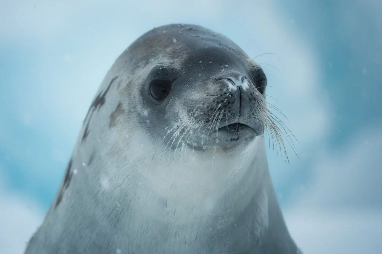Close-up of a seal with wet fur and whiskers, looking upward against a blue background.