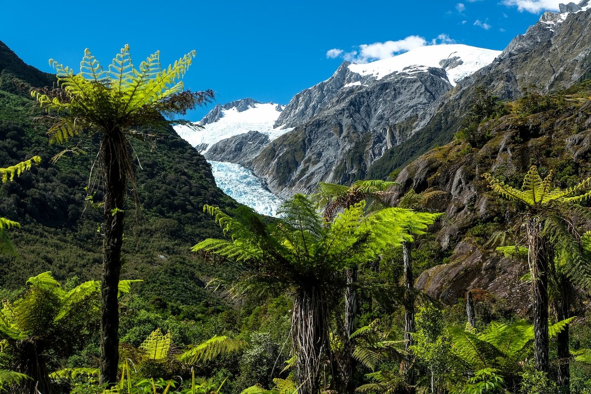 Franz Josef glacier cascading down rugged valley with verdant trees and vegetation in foreground